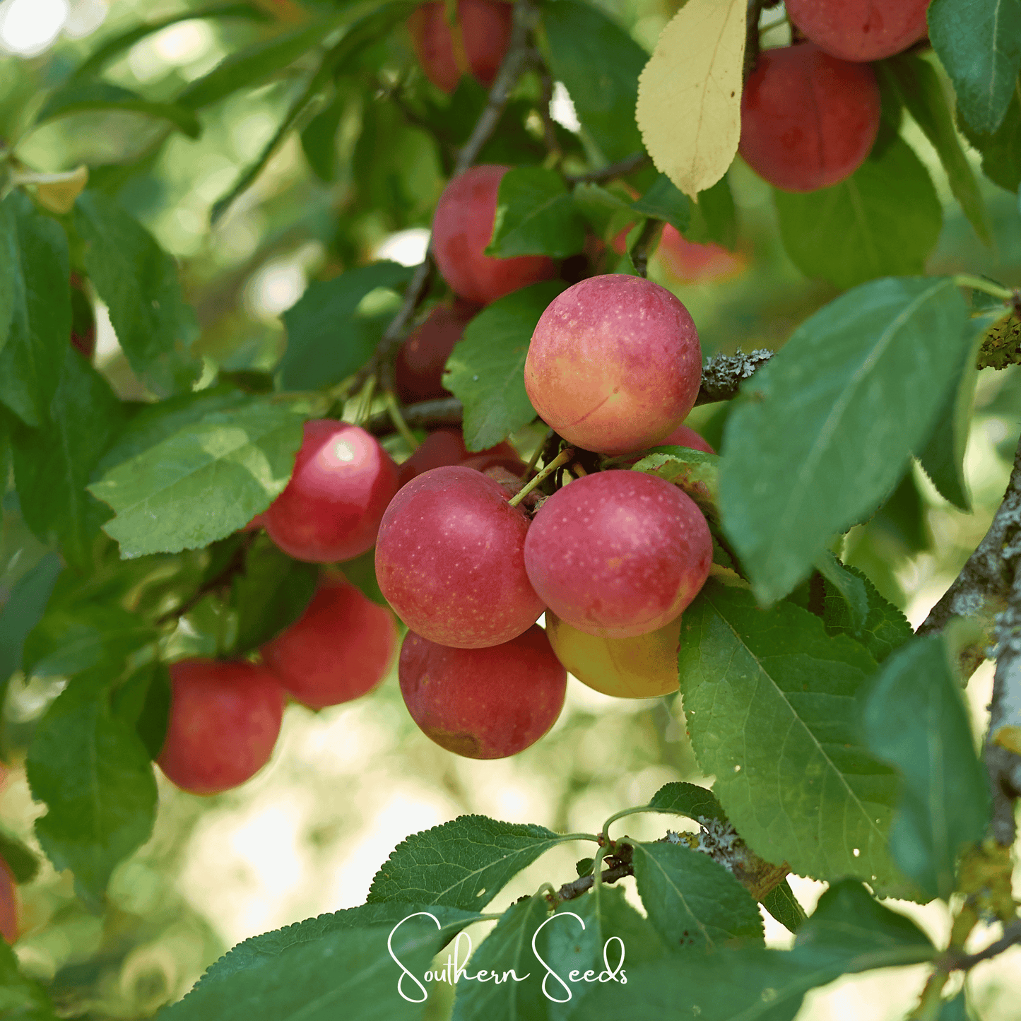 Cherry Plum ā 5 Seeds