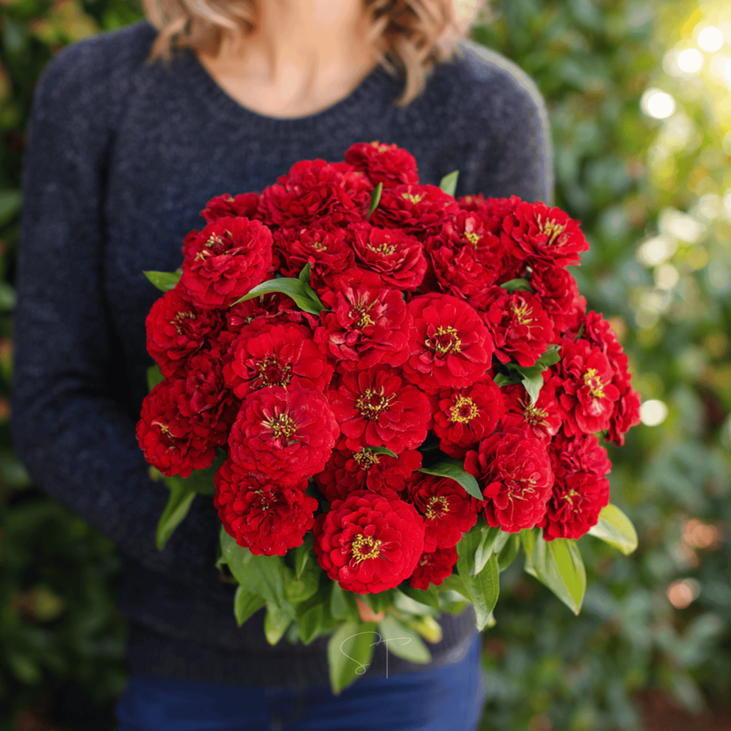 Cherry Queen Zinnia ā 100 Seeds