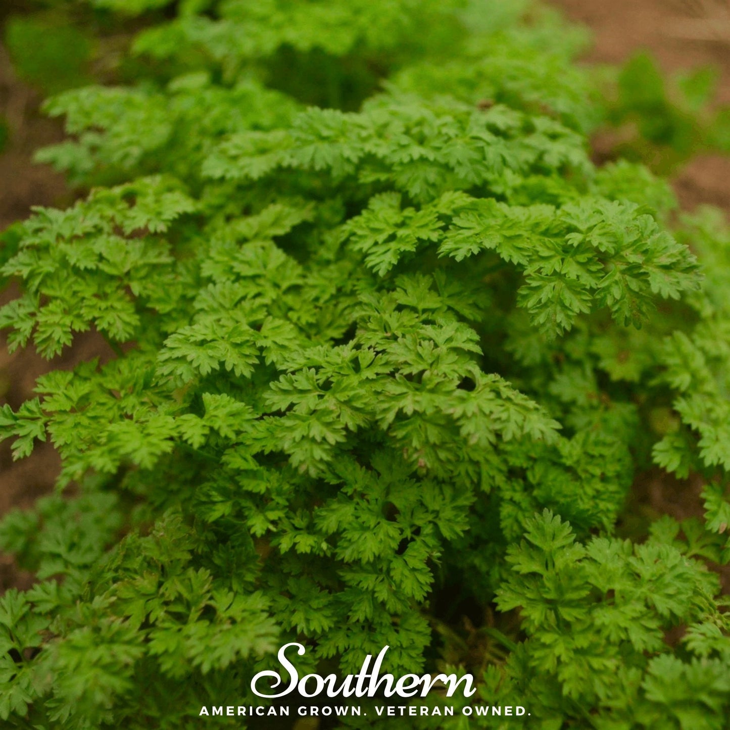 Curled Chervil ā 200 Seeds