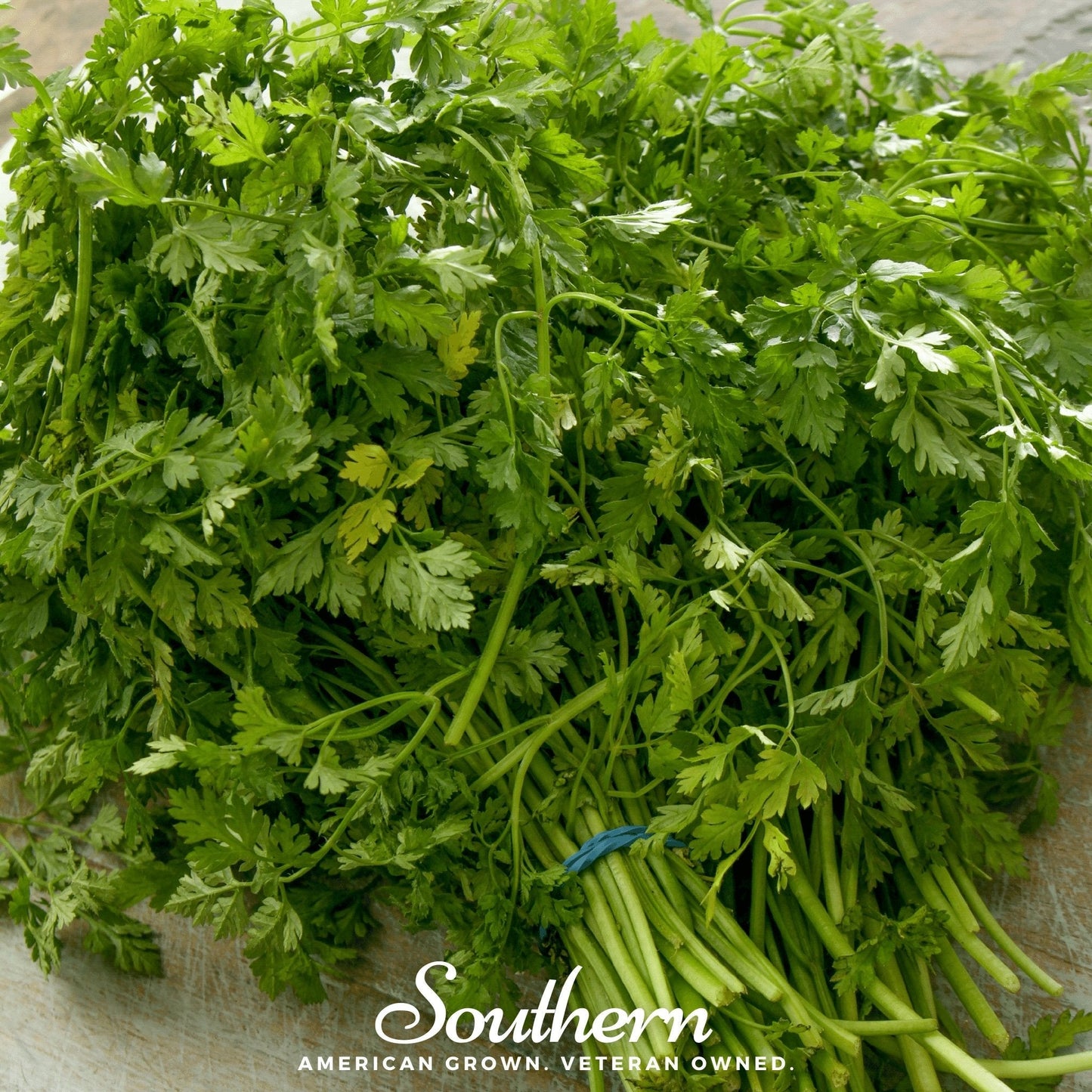 Curled Chervil ā 200 Seeds