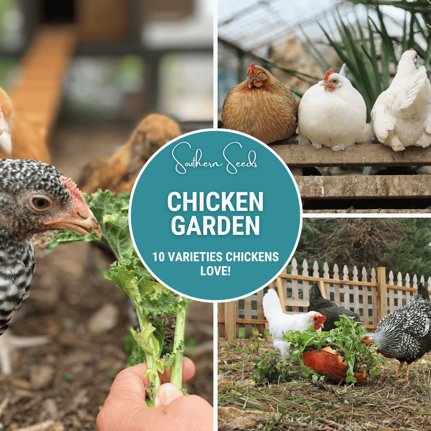 Chicken Treats Seed Collection ā 10 Varieties