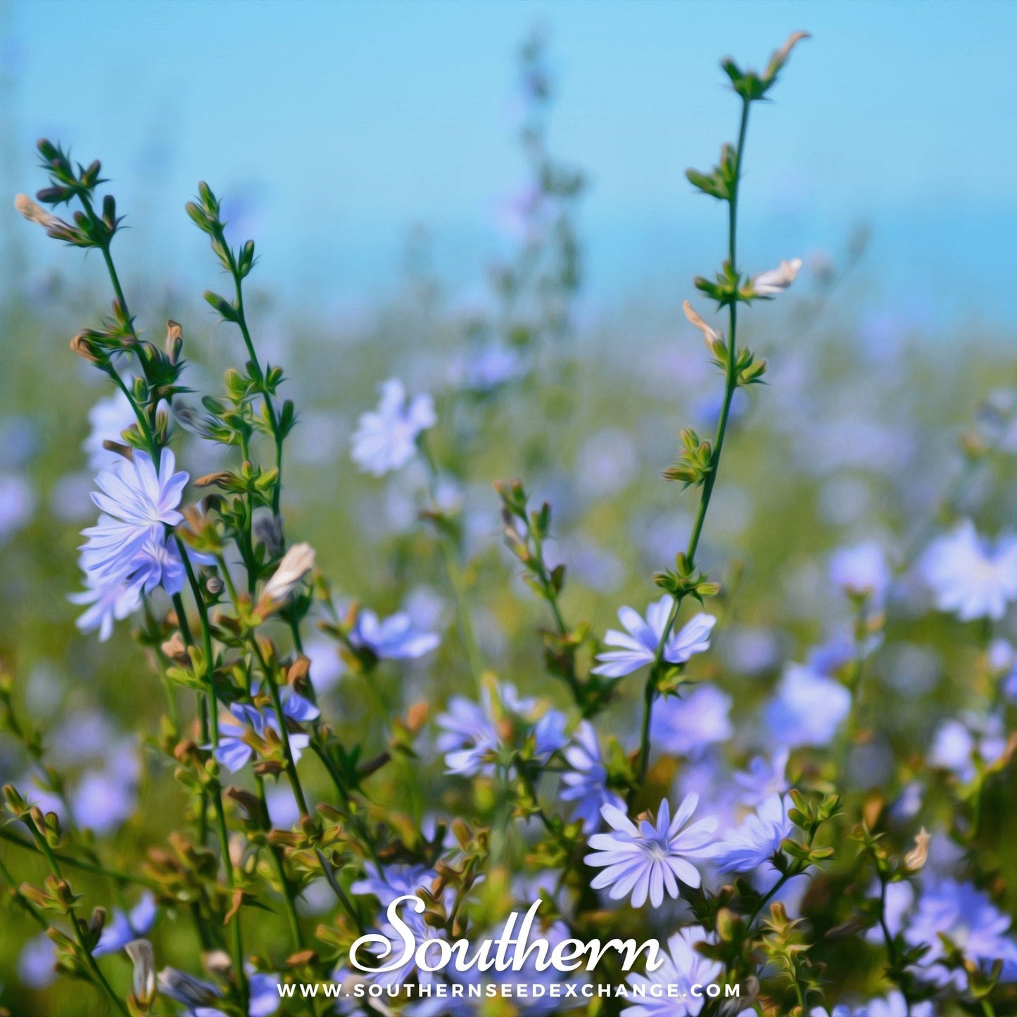 Chicory ā 200 Seeds