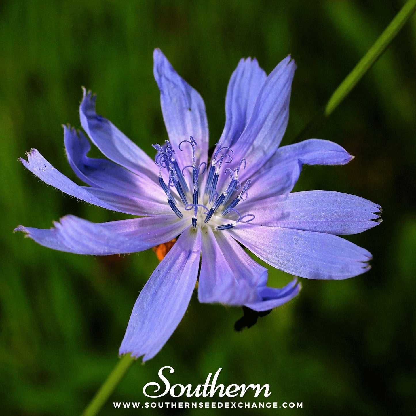 Chicory ā 200 Seeds