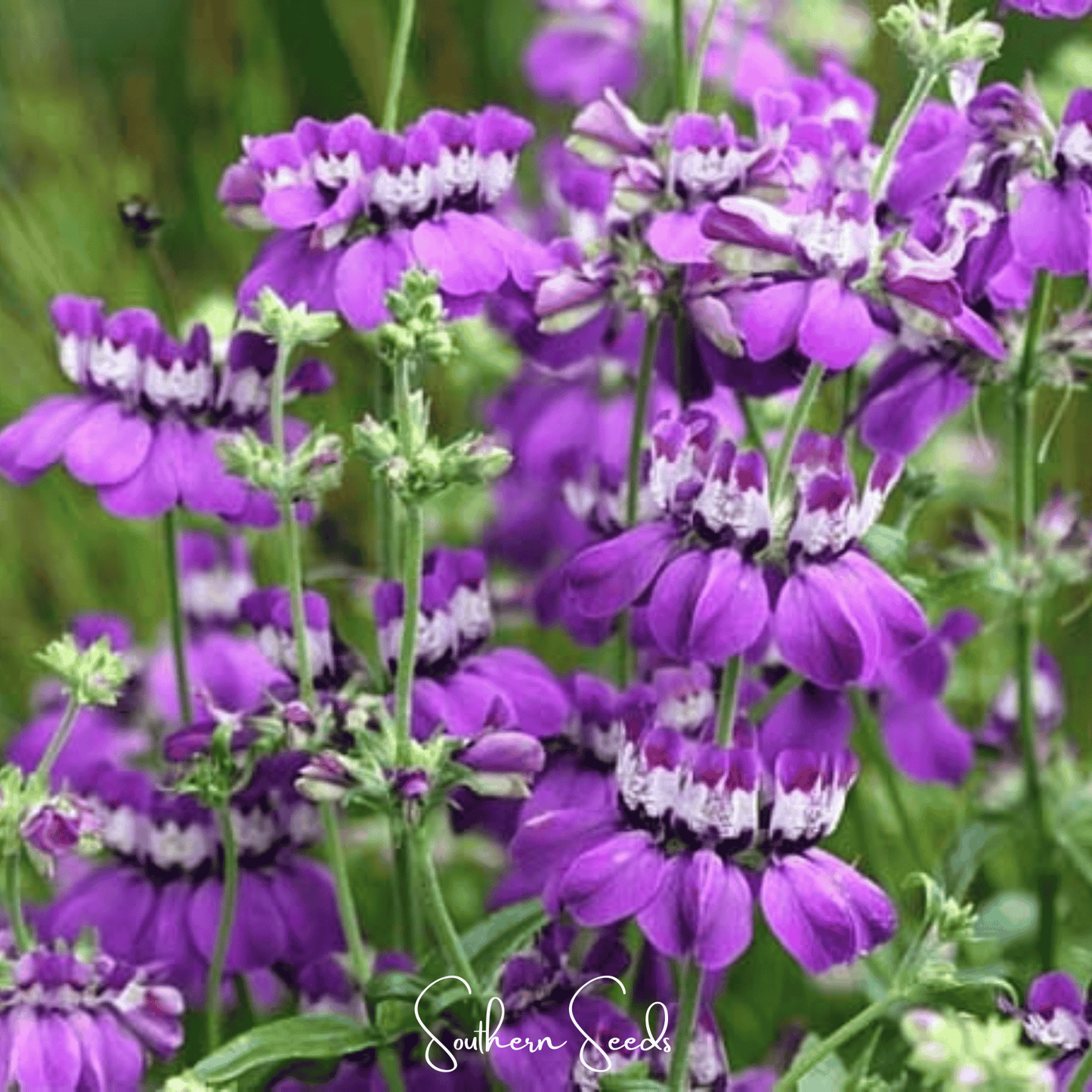 Chinese House - Innocence – 100 Seeds
