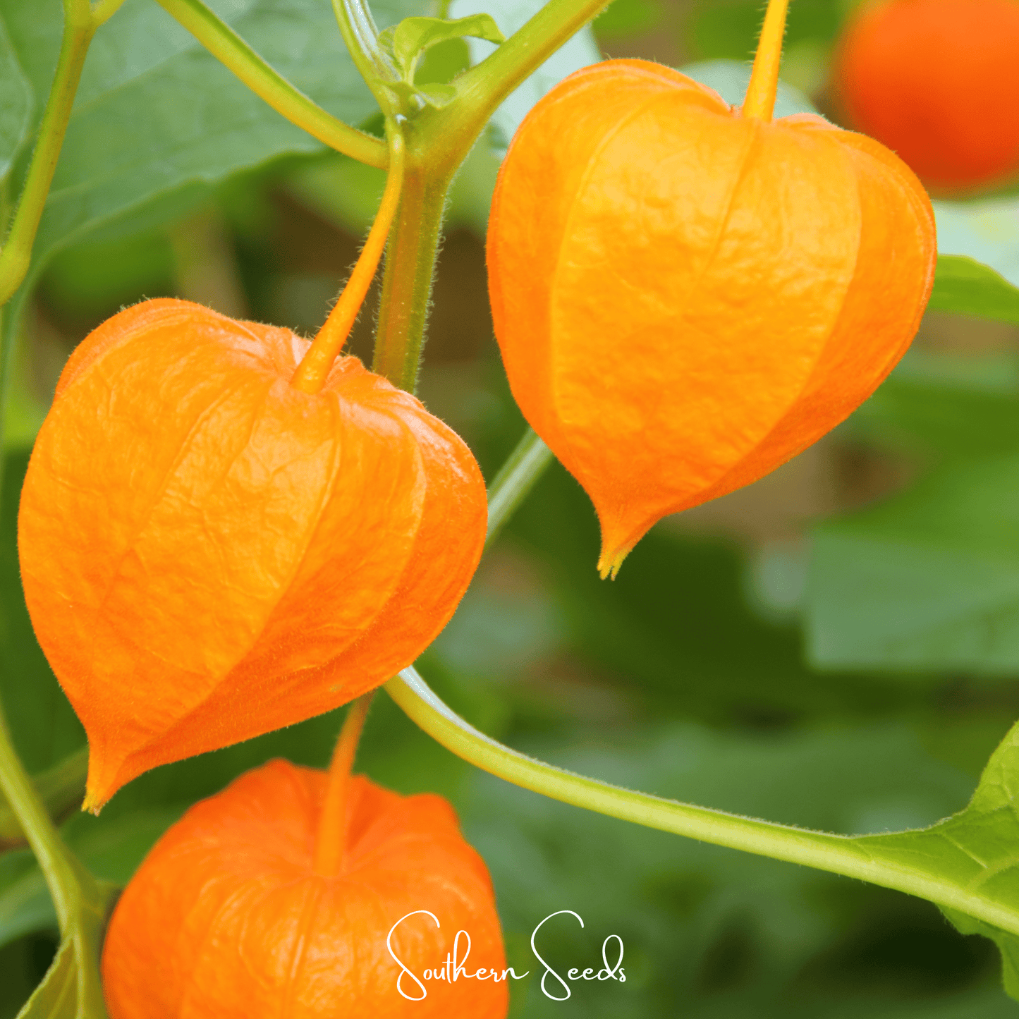Chinese Lantern ā 50 Seeds