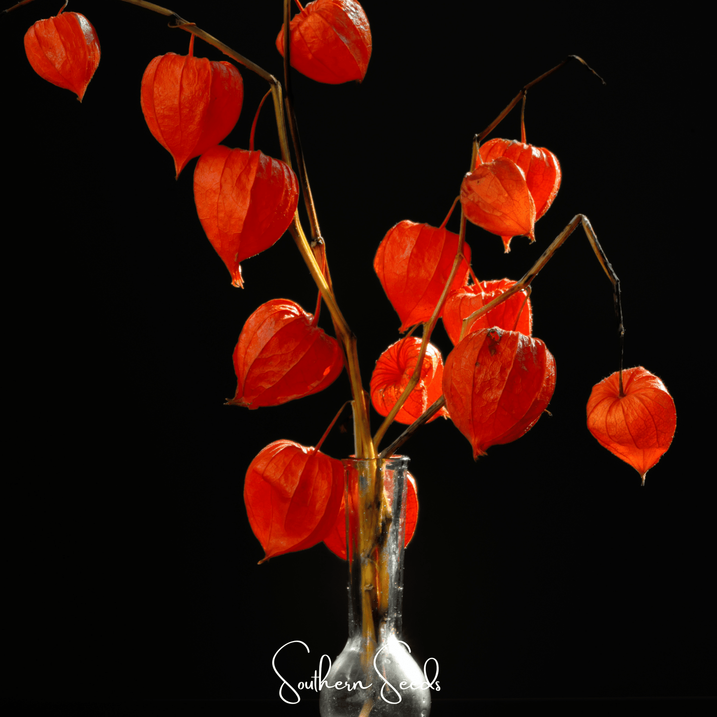 Chinese Lantern ā 50 Seeds