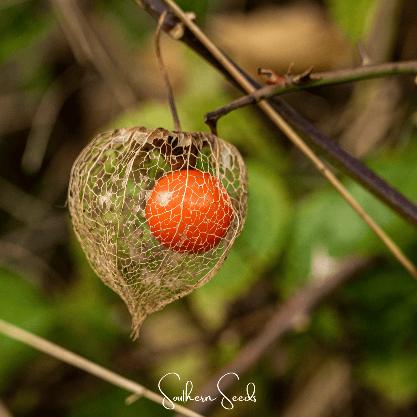 Chinese Lantern ā 50 Seeds