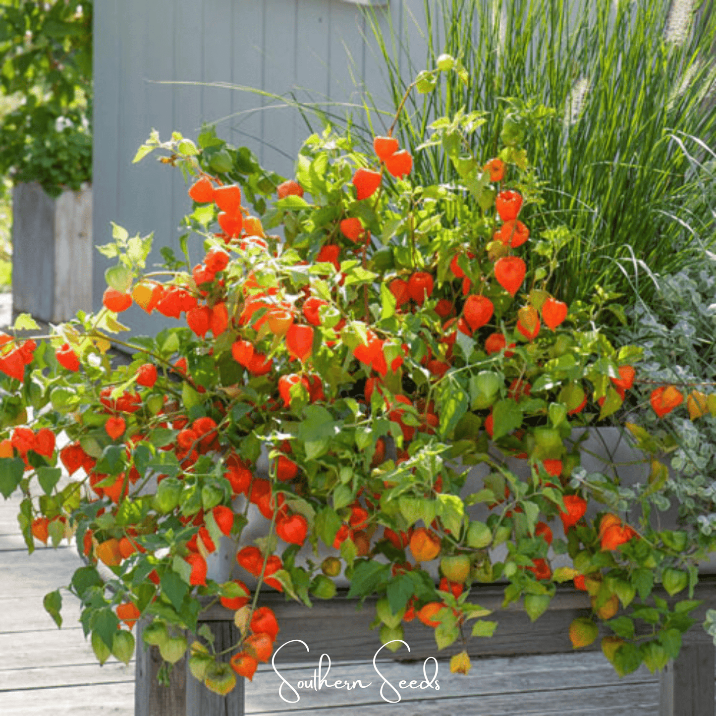 Chinese Lantern ā 50 Seeds