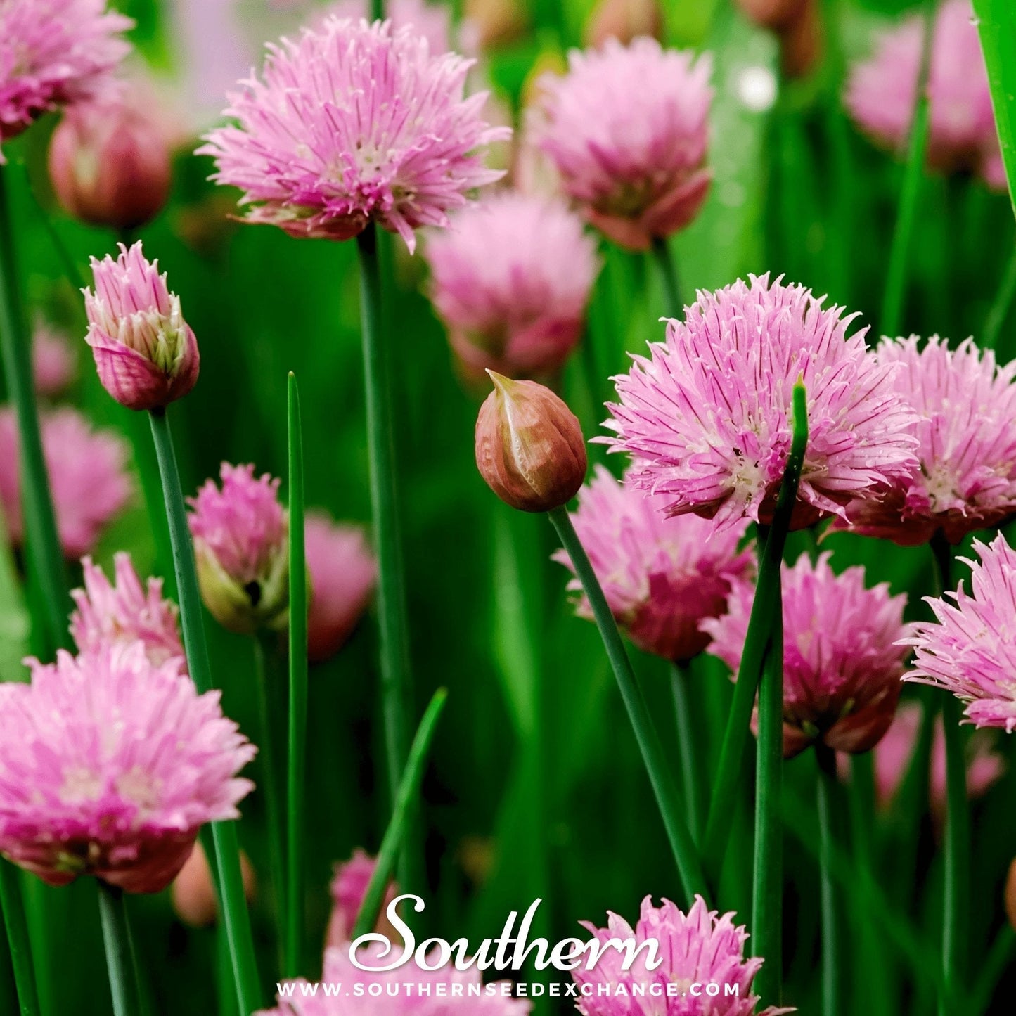 Chives ā 100 Seeds