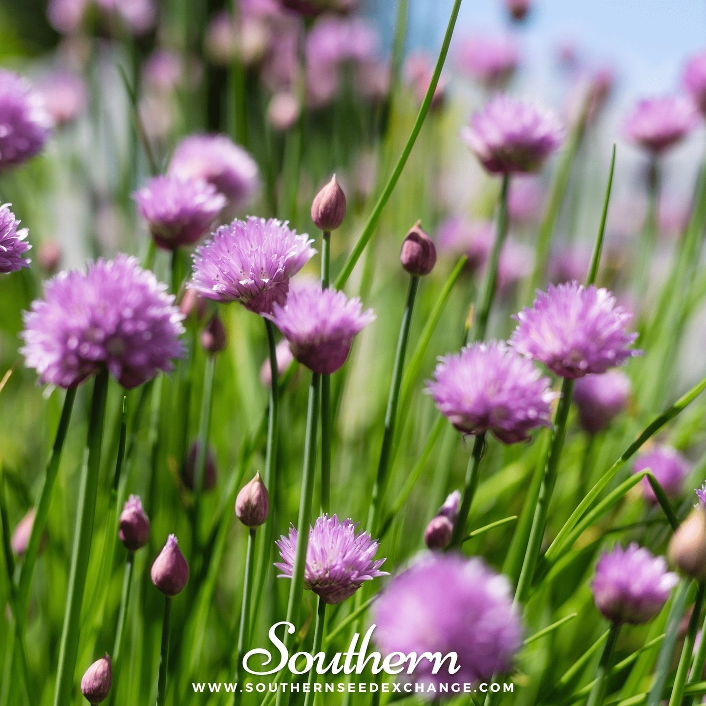 Chives ā 100 Seeds