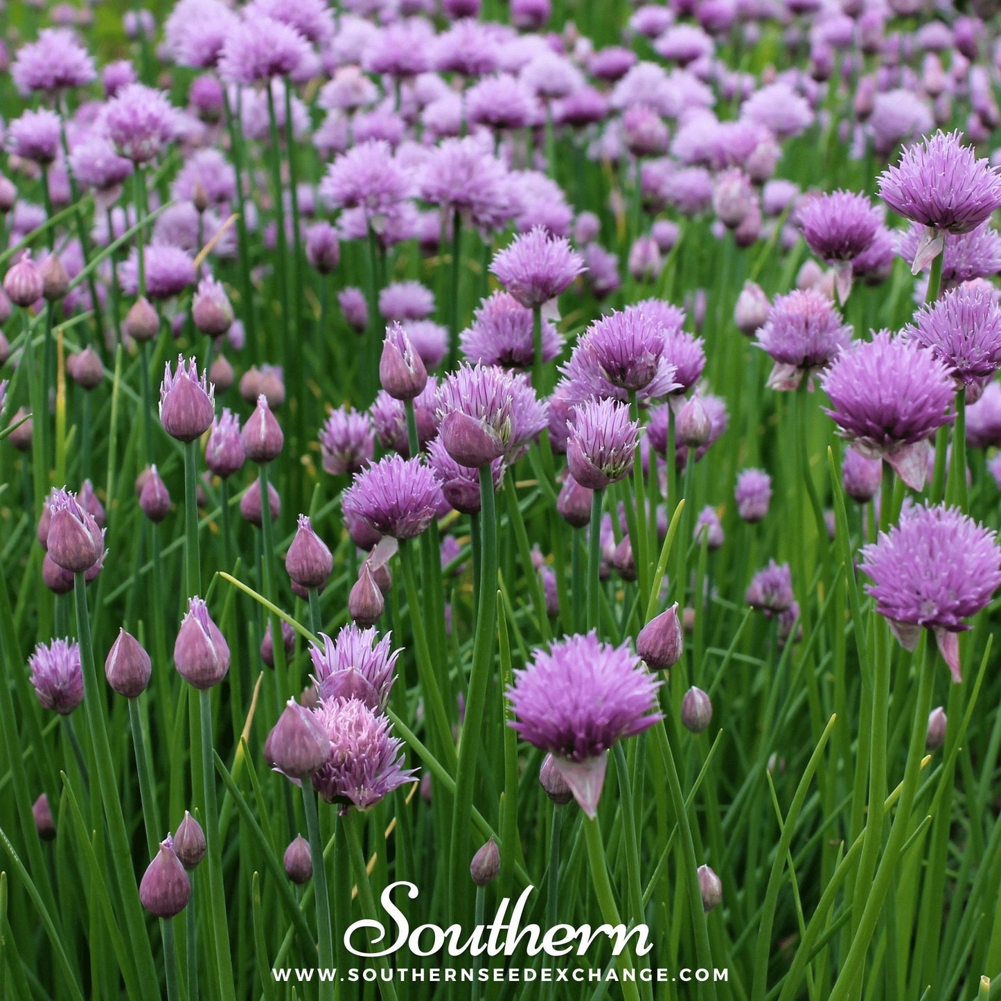 Chives ā 100 Seeds