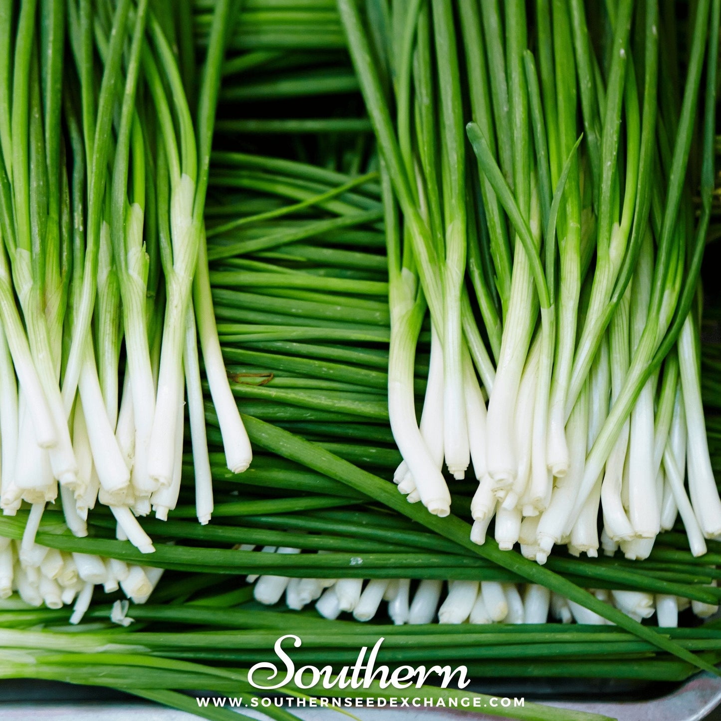 Garlic Chives ā 250 Seeds