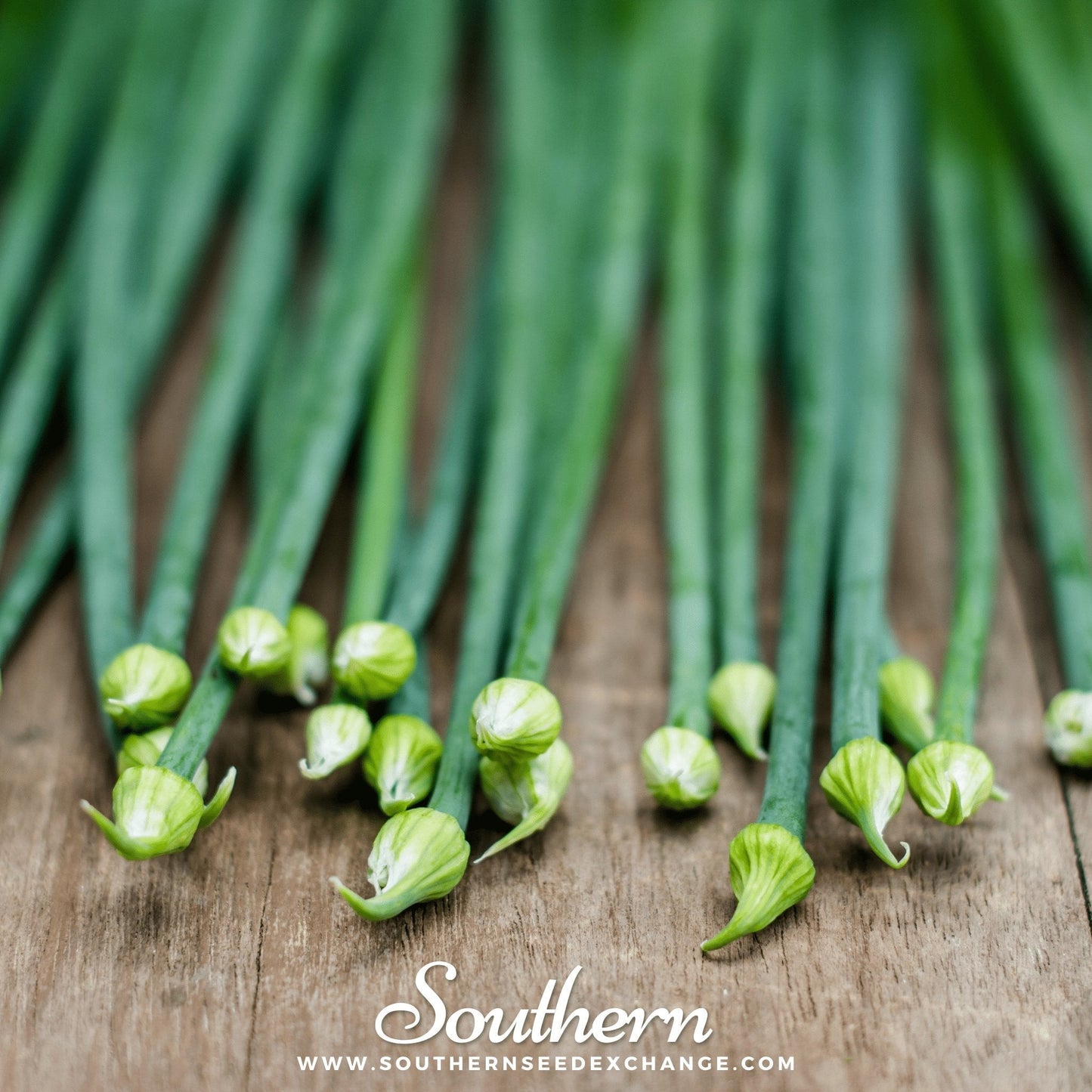 Garlic Chives ā 250 Seeds