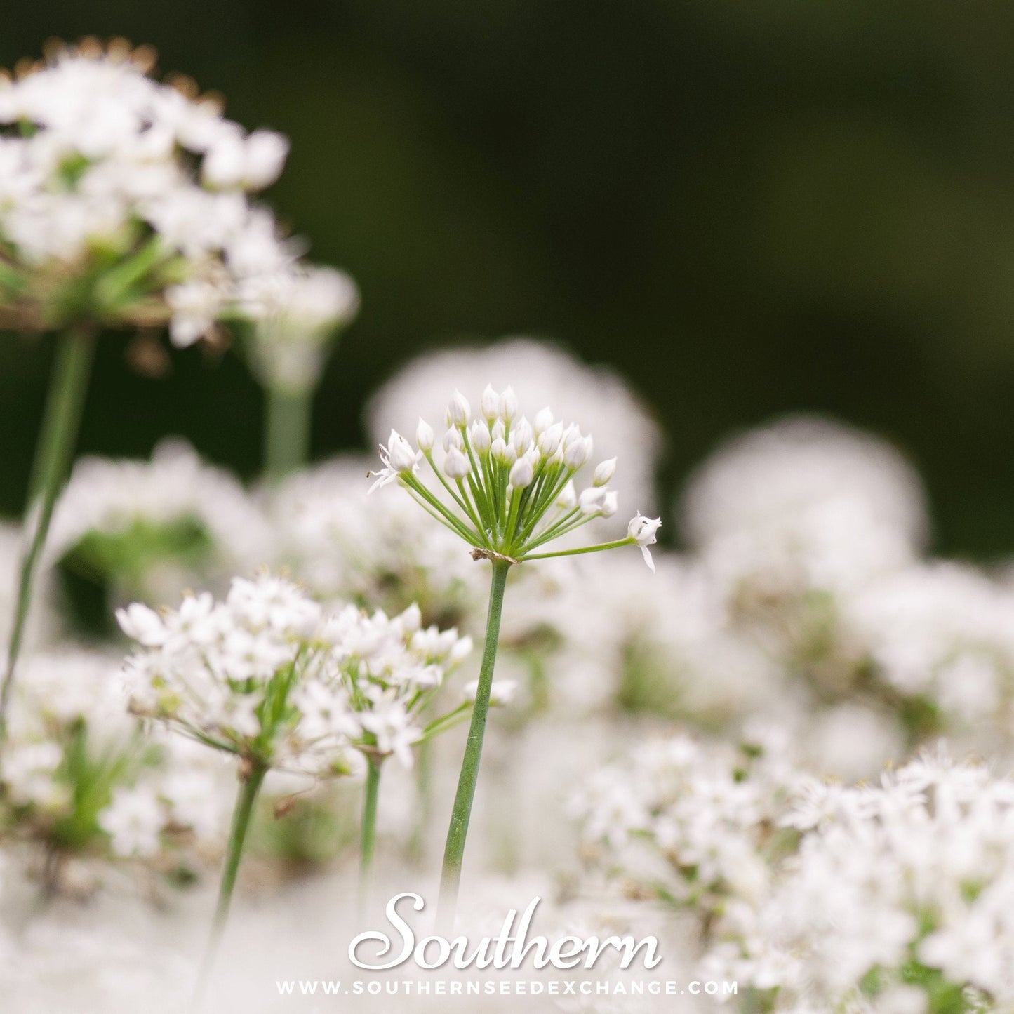 Garlic Chives ā 250 Seeds