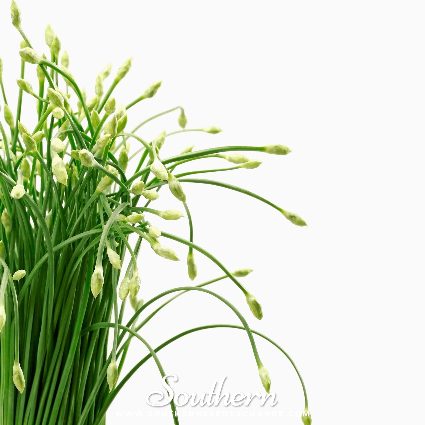 Garlic Chives ā 250 Seeds