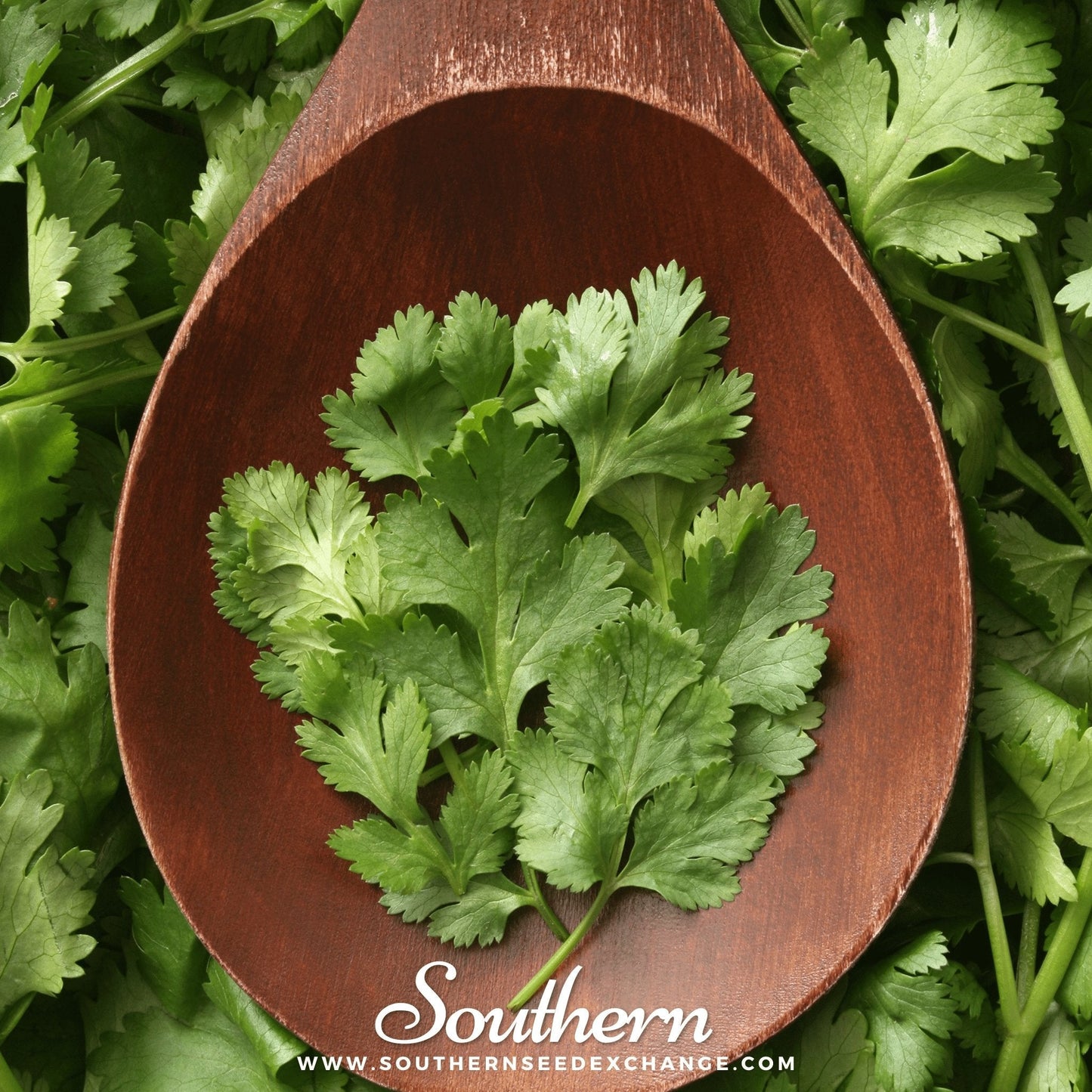 Calypso Cilantro ā 100 Seeds
