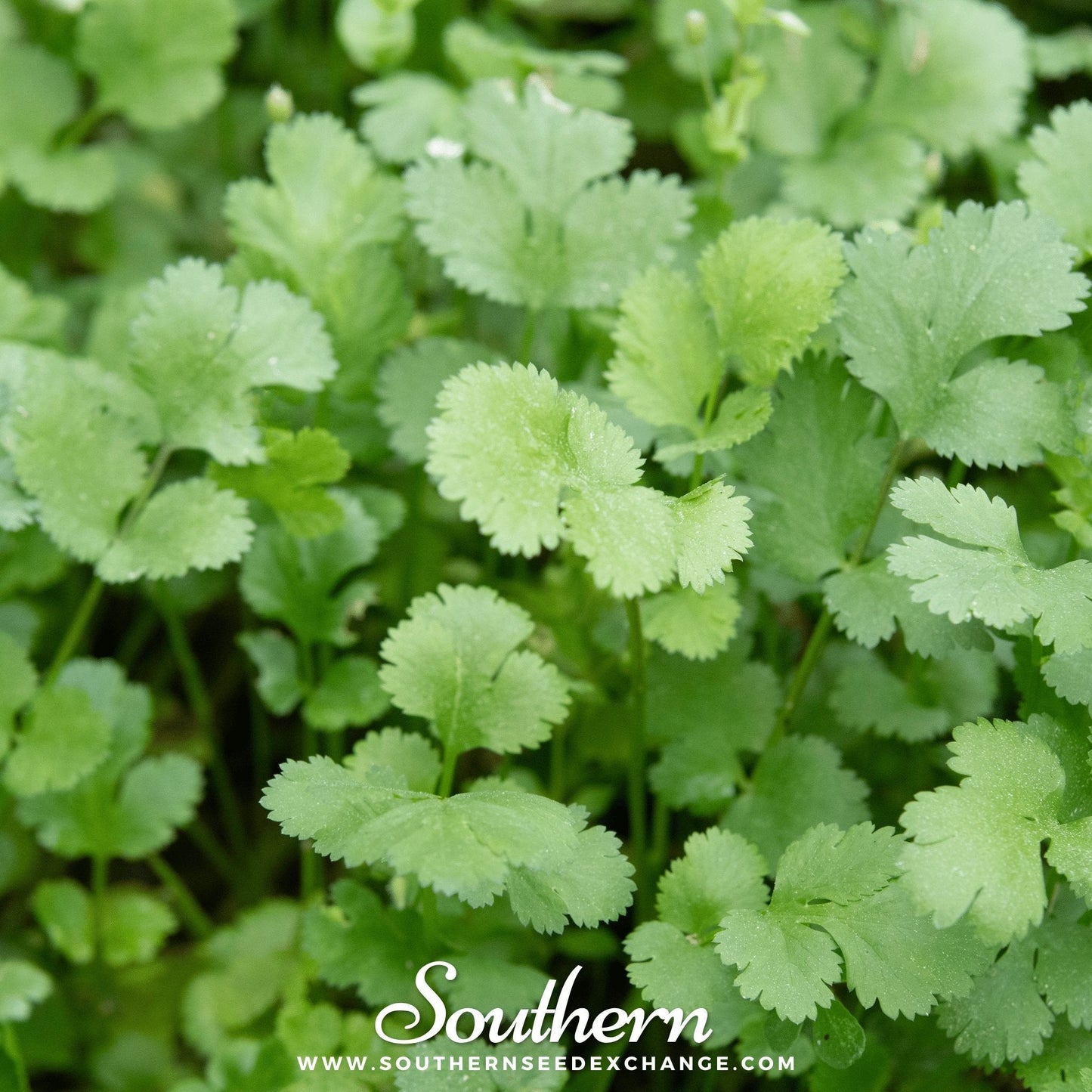 Calypso Cilantro ā 100 Seeds