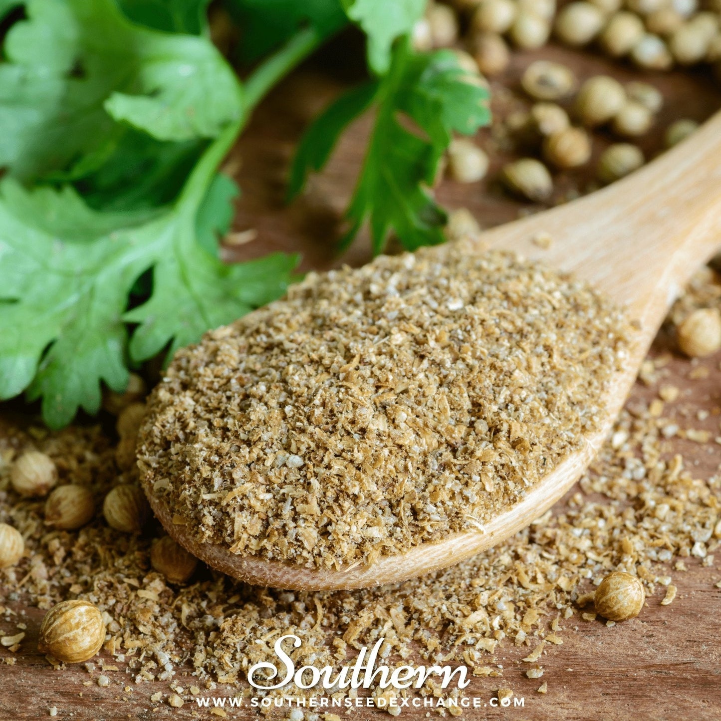 Calypso Cilantro ā 100 Seeds