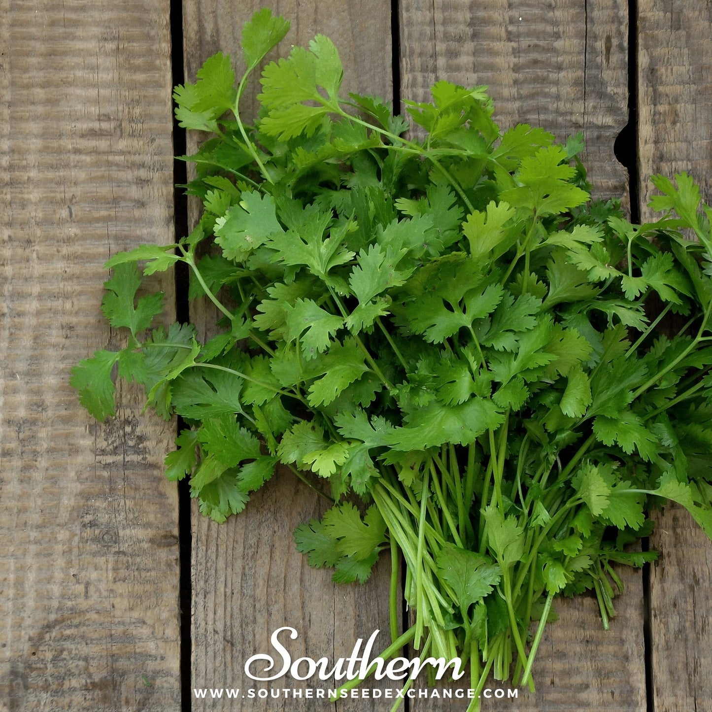 Calypso Cilantro ā 100 Seeds