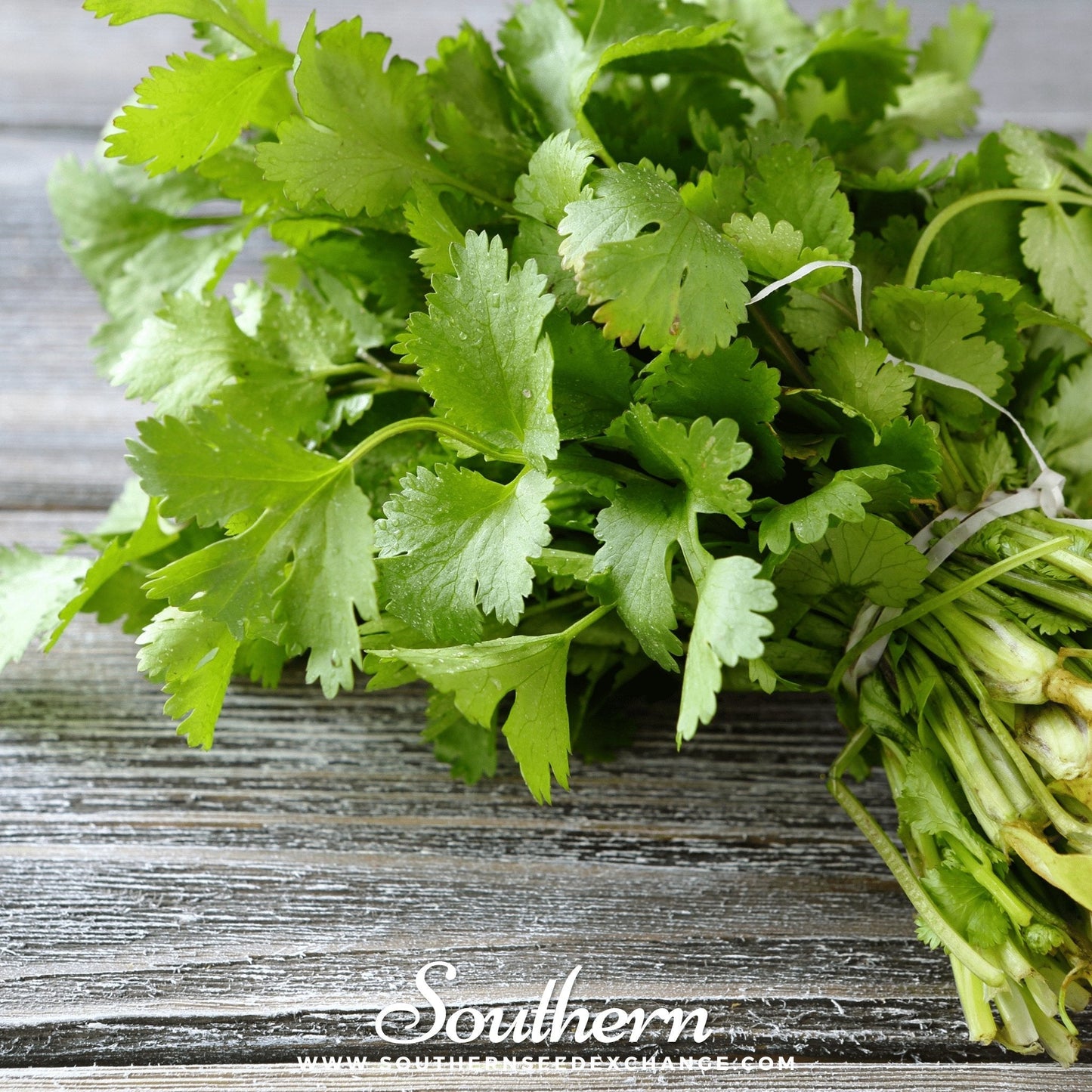 Santo Cilantro ā 100 Seeds