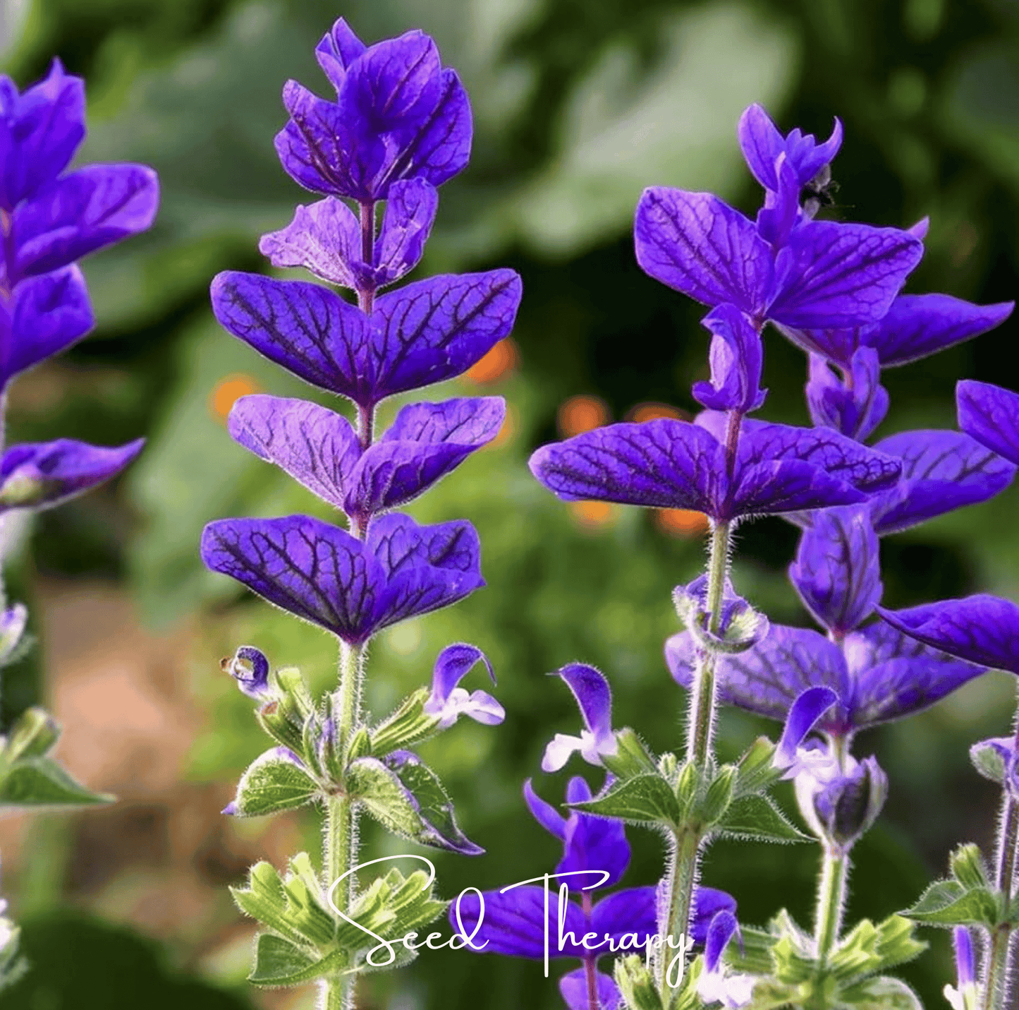 Blue Monday Clary Sage ā 50 Seeds