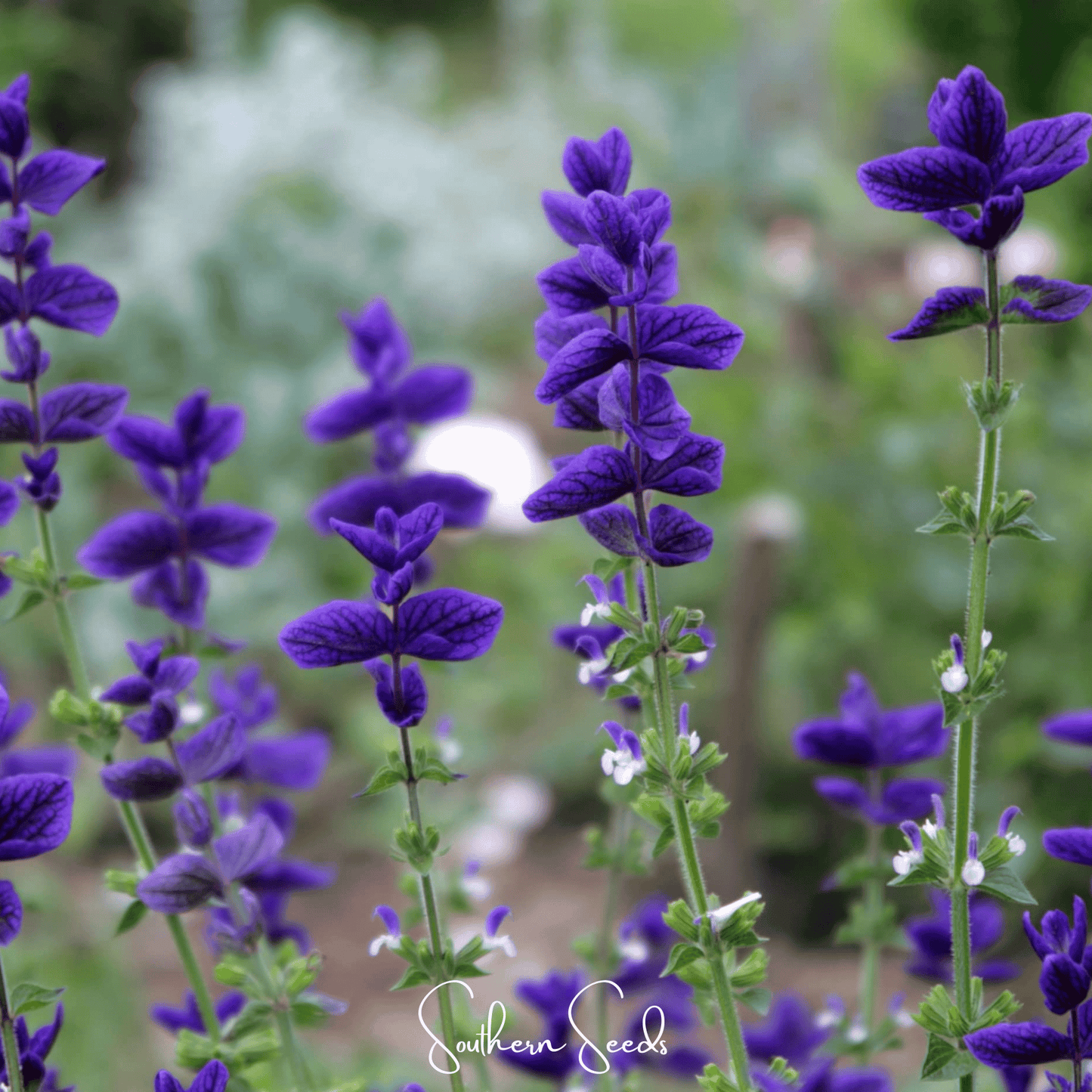 Blue Monday Clary Sage ā 50 Seeds