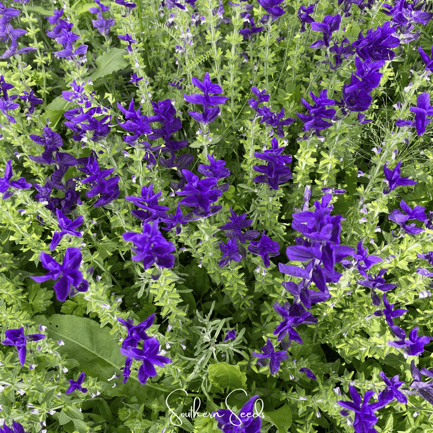 Blue Monday Clary Sage ā 50 Seeds
