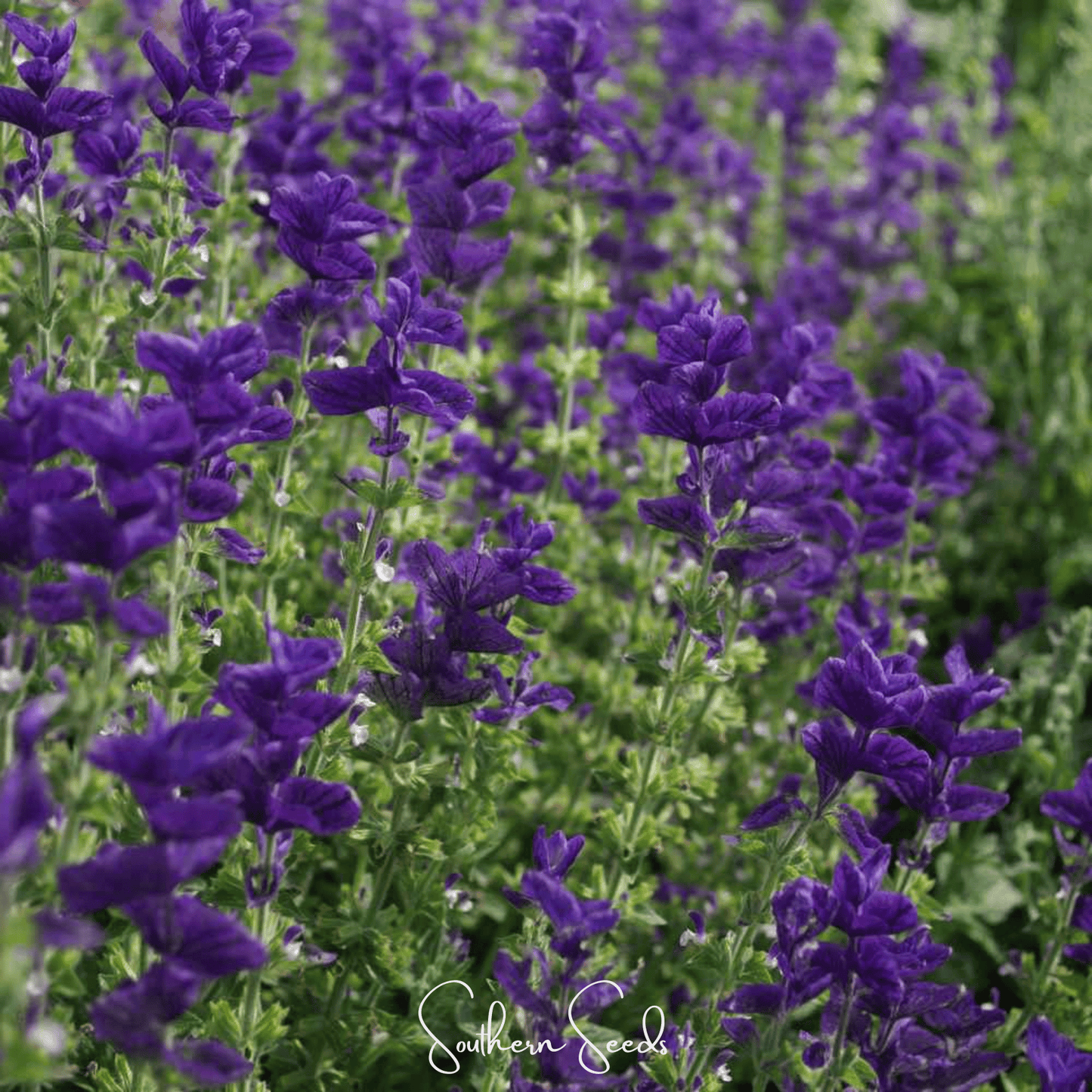 Blue Monday Clary Sage ā 50 Seeds