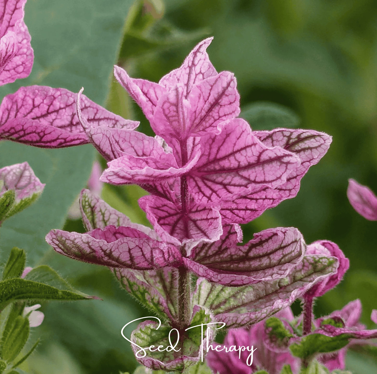 Pink Sundae Clary Sage ā 50 Seeds