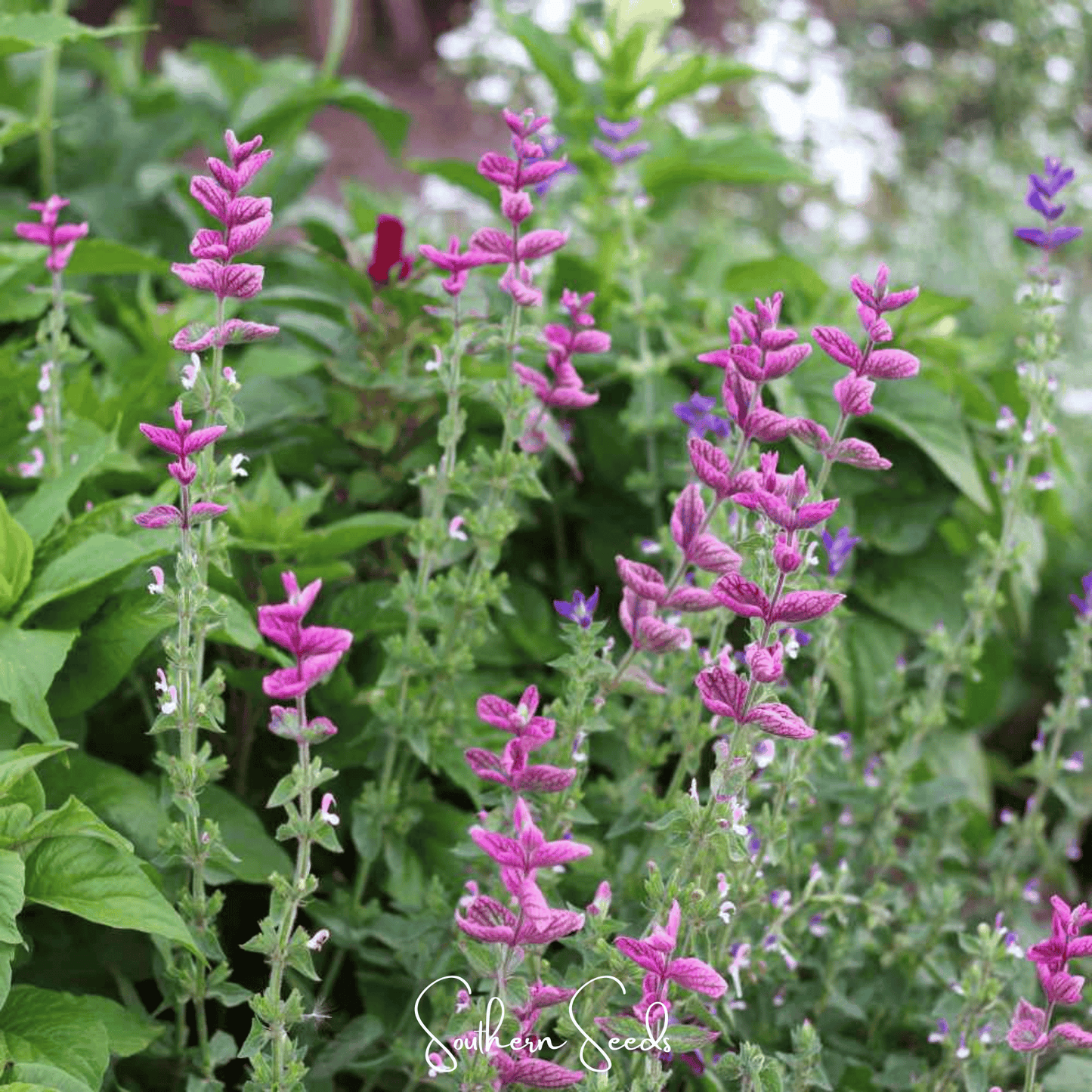 Pink Sundae Clary Sage ā 50 Seeds