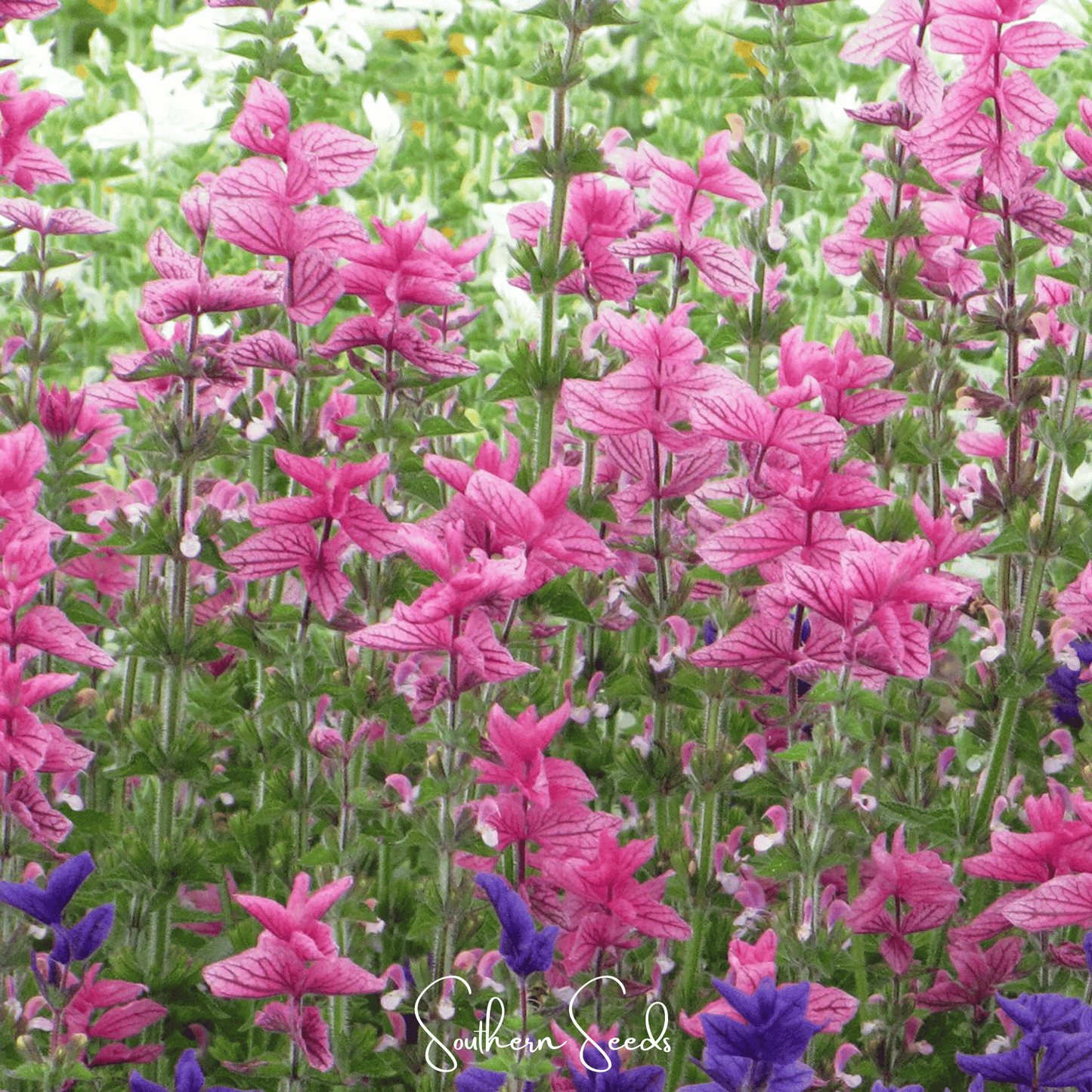 Pink Sundae Clary Sage ā 50 Seeds