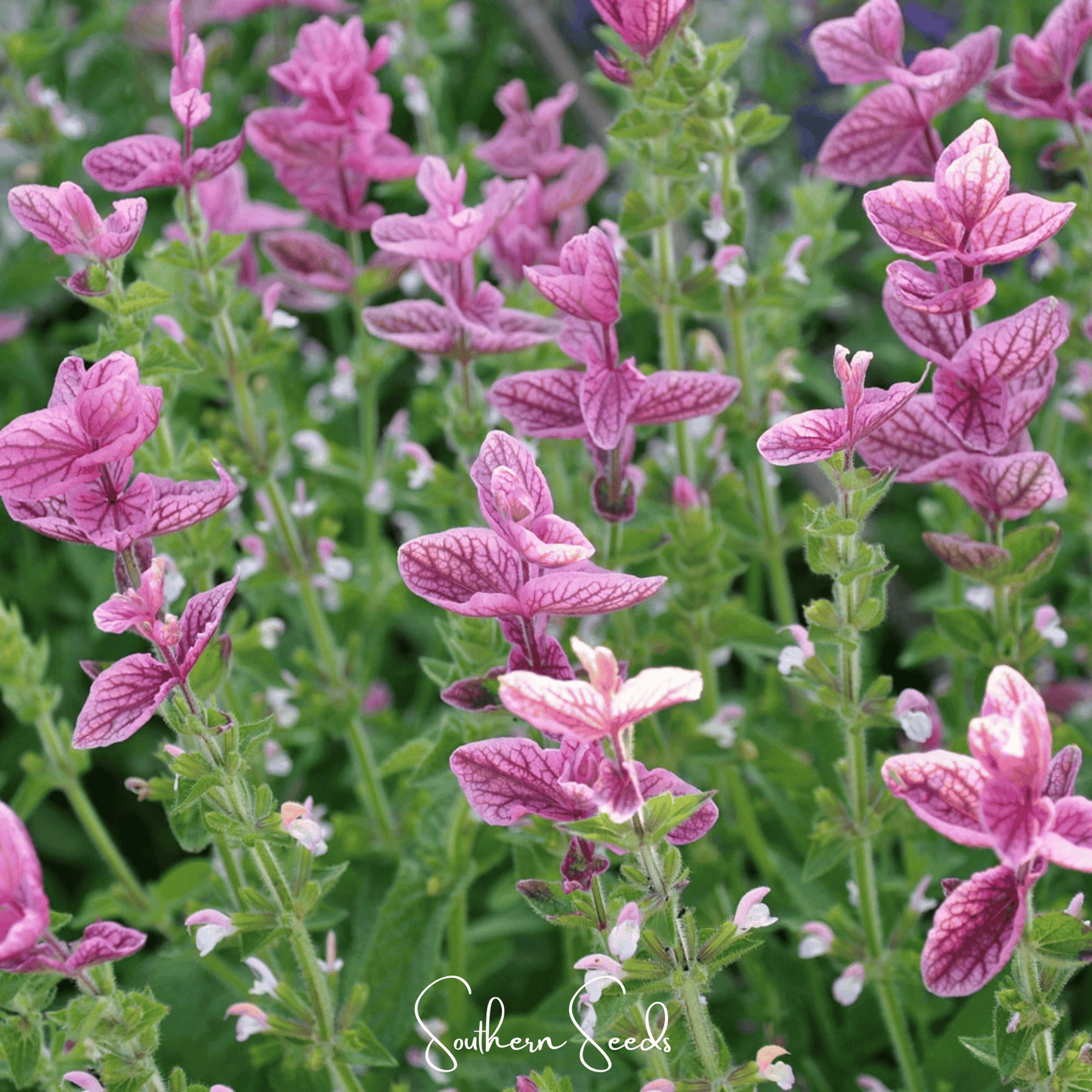 Pink Sundae Clary Sage ā 50 Seeds