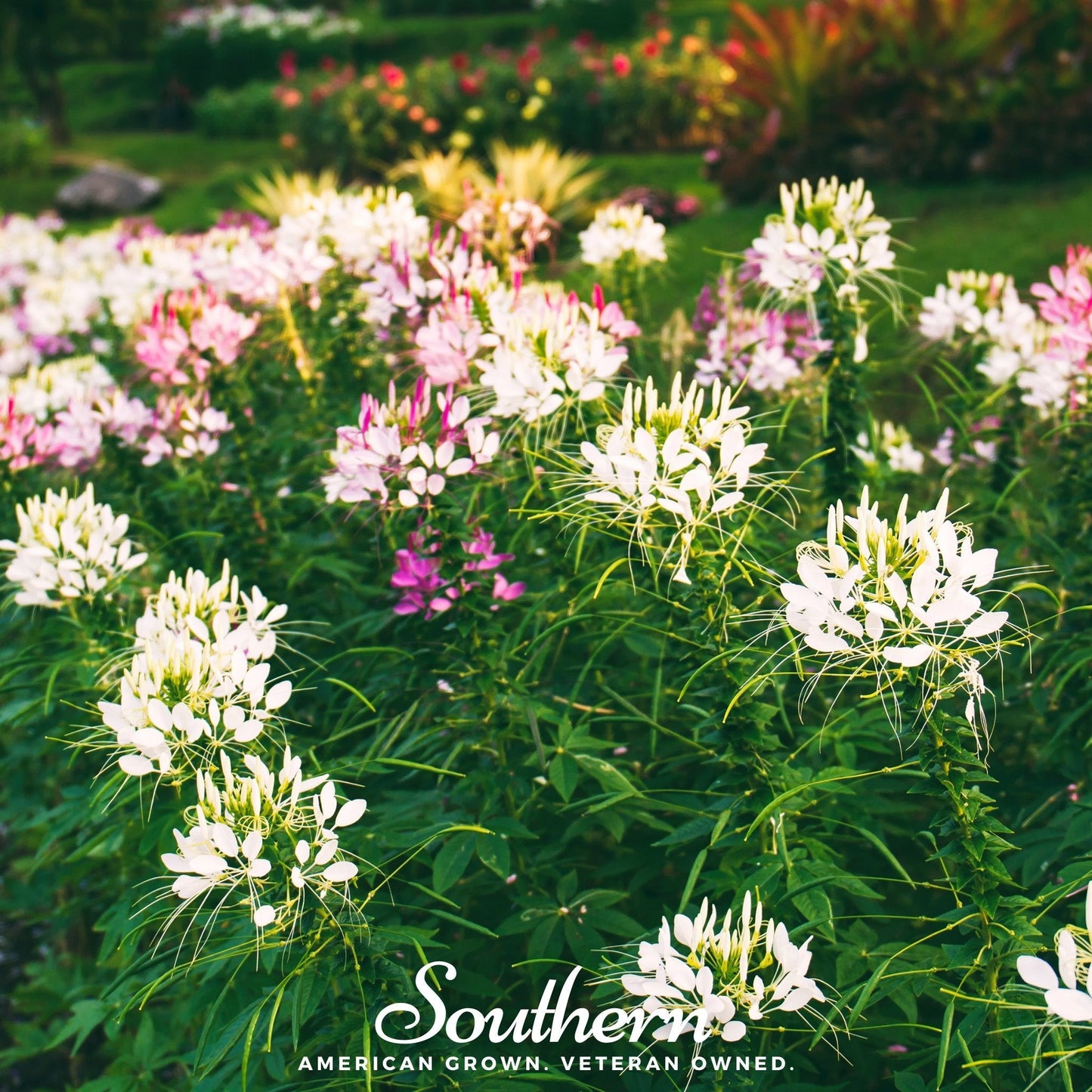 Spider Flower Cleome ā 50 Seeds