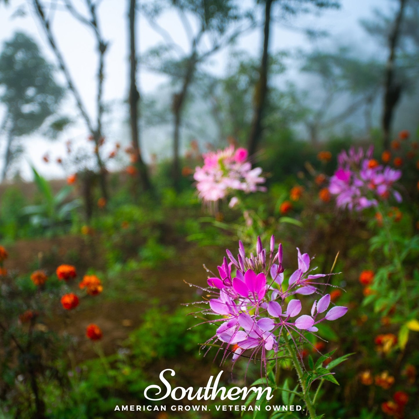 Spider Flower Cleome ā 50 Seeds