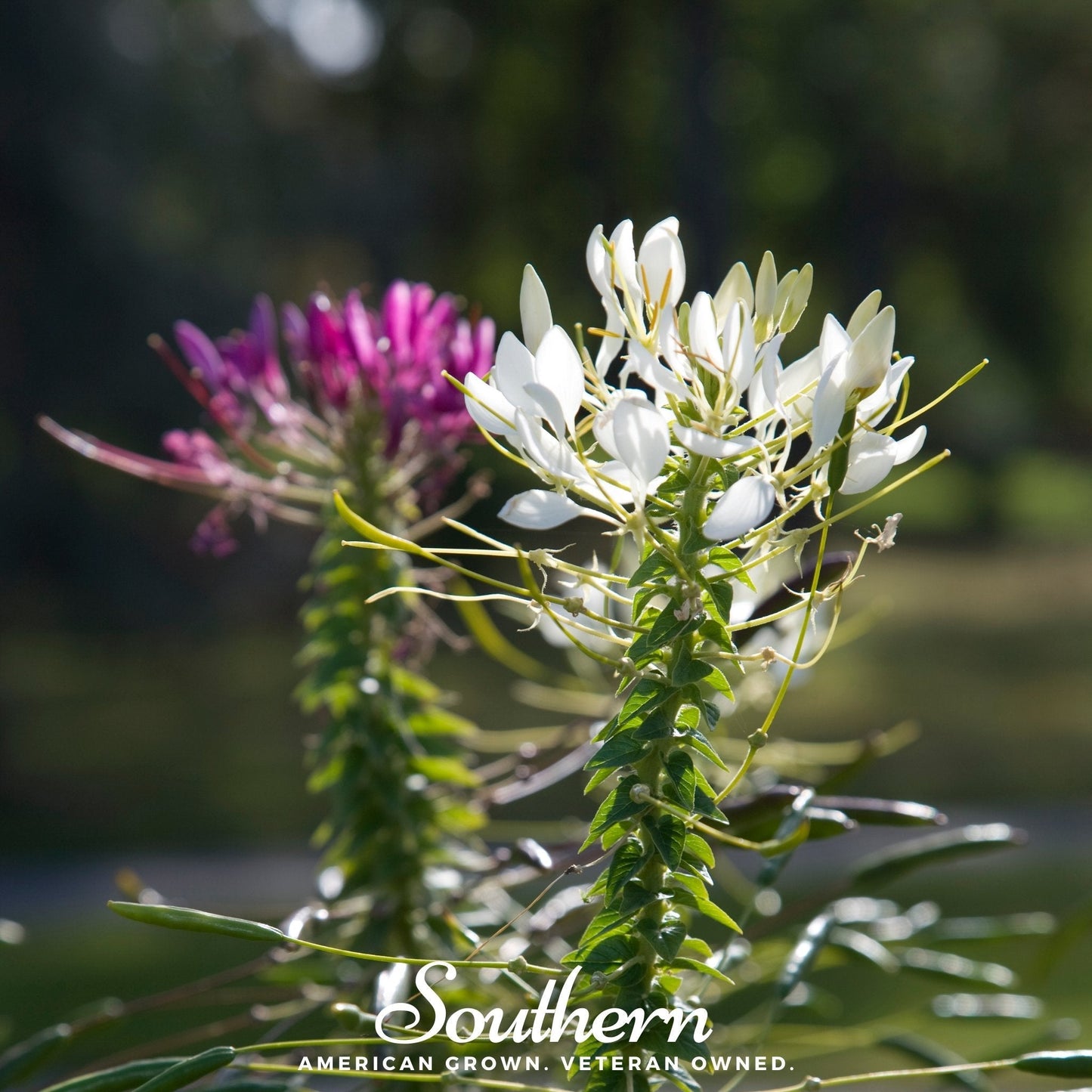 Spider Flower Cleome ā 50 Seeds