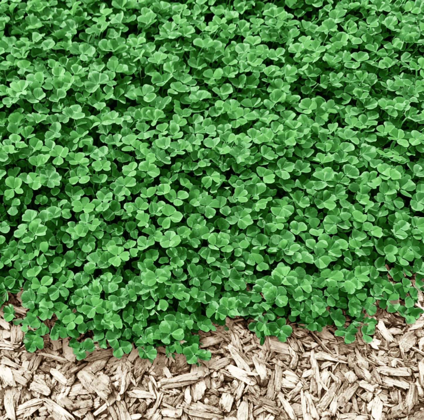 Micro Clover (Mini) ā 10,000 Seeds