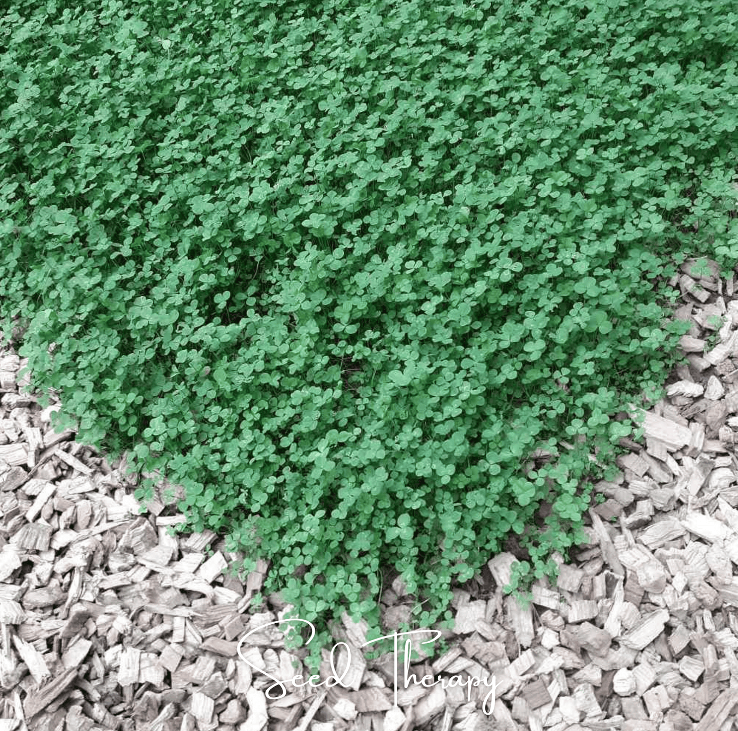 Micro Clover (Mini) ā 10,000 Seeds