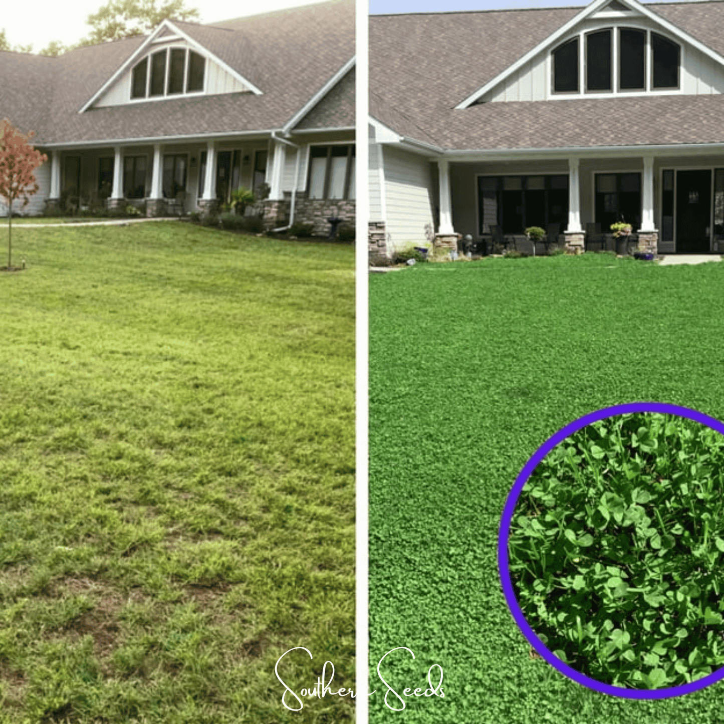 Micro Clover (Mini) ā 10,000 Seeds