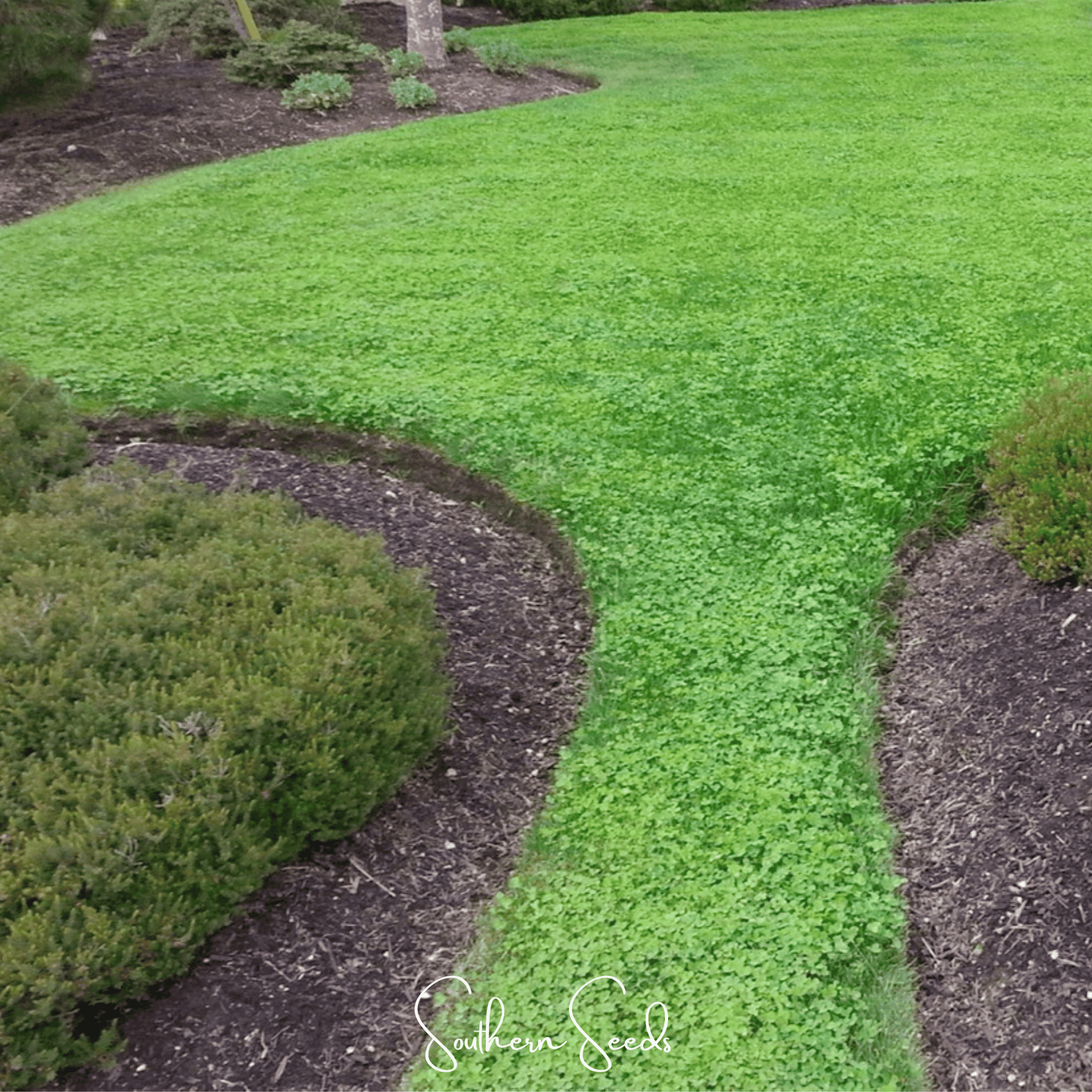 Micro Clover (Mini) ā 10,000 Seeds