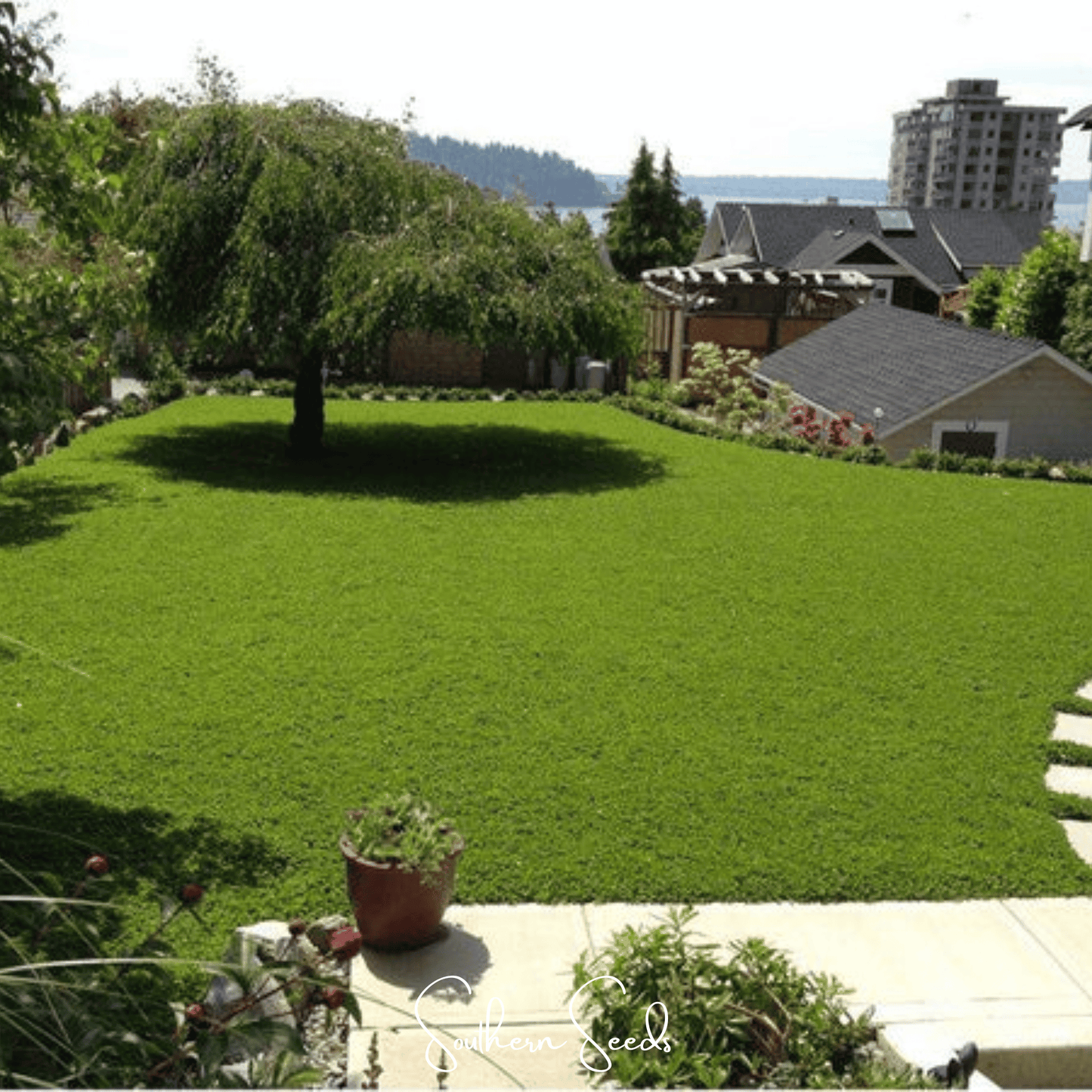 Micro Clover (Mini) ā 10,000 Seeds