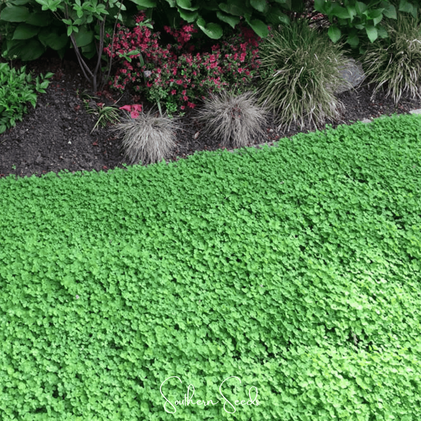 Micro Clover (Mini) ā 10,000 Seeds