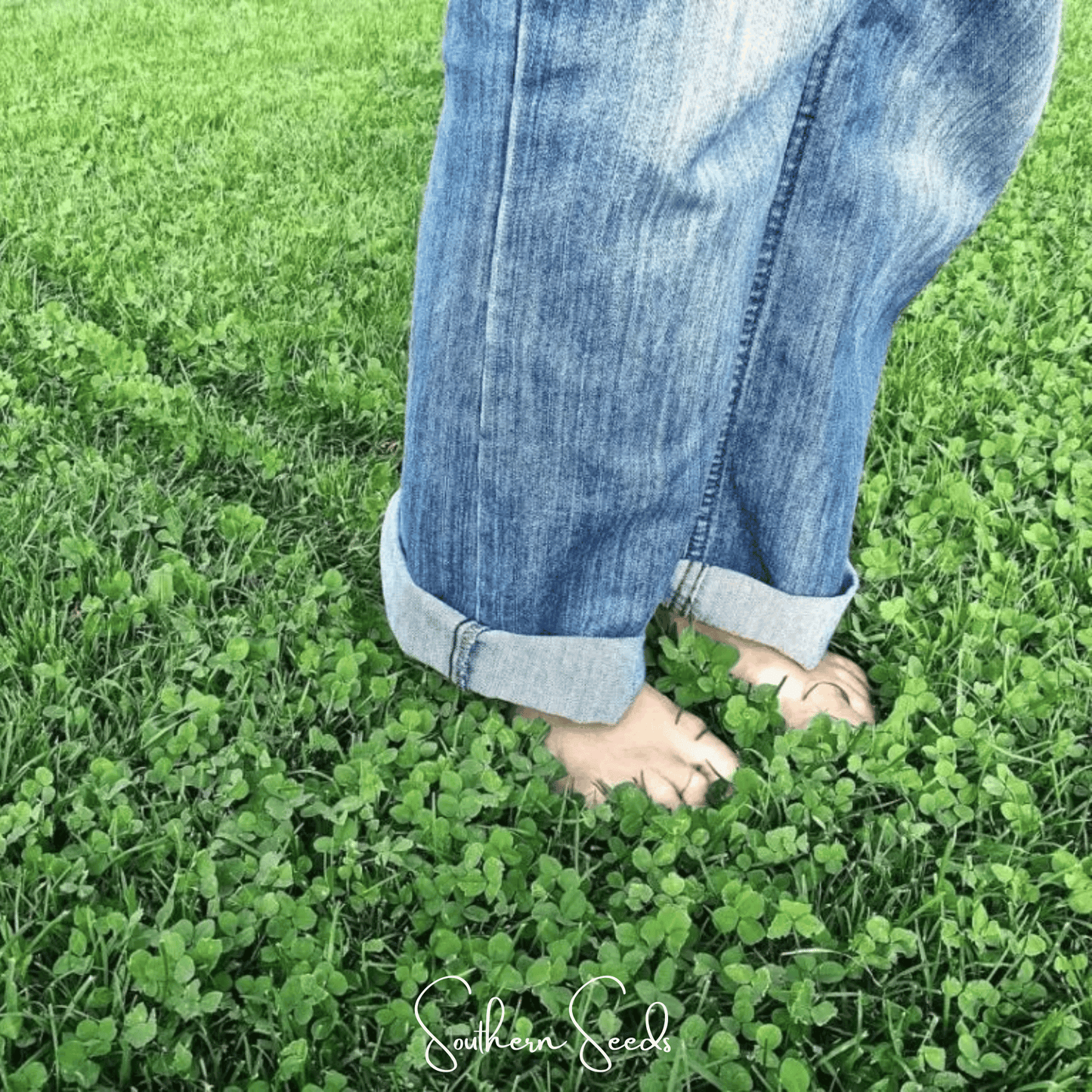 Micro Clover (Mini) ā 10,000 Seeds