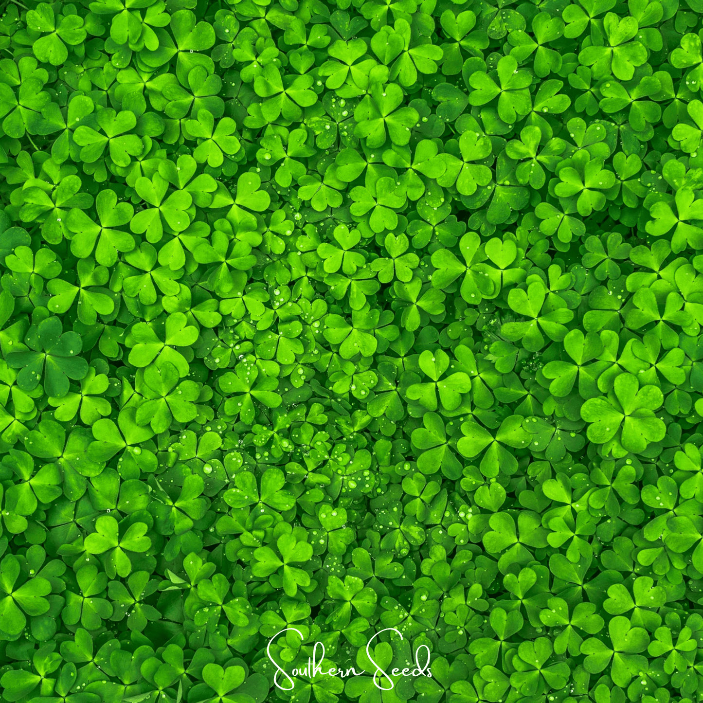 Micro Clover (Mini) ā 10,000 Seeds