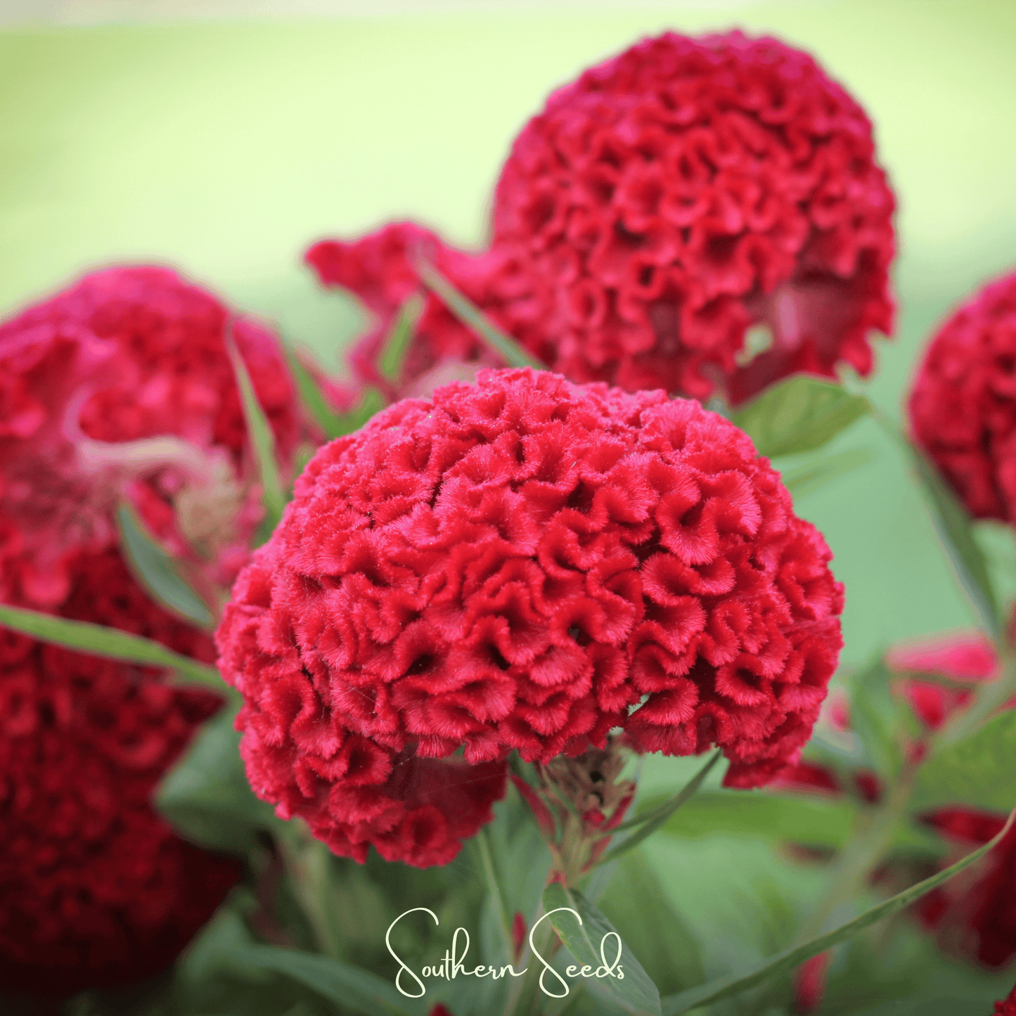 Carmine Cockscomb ā 25 Seeds
