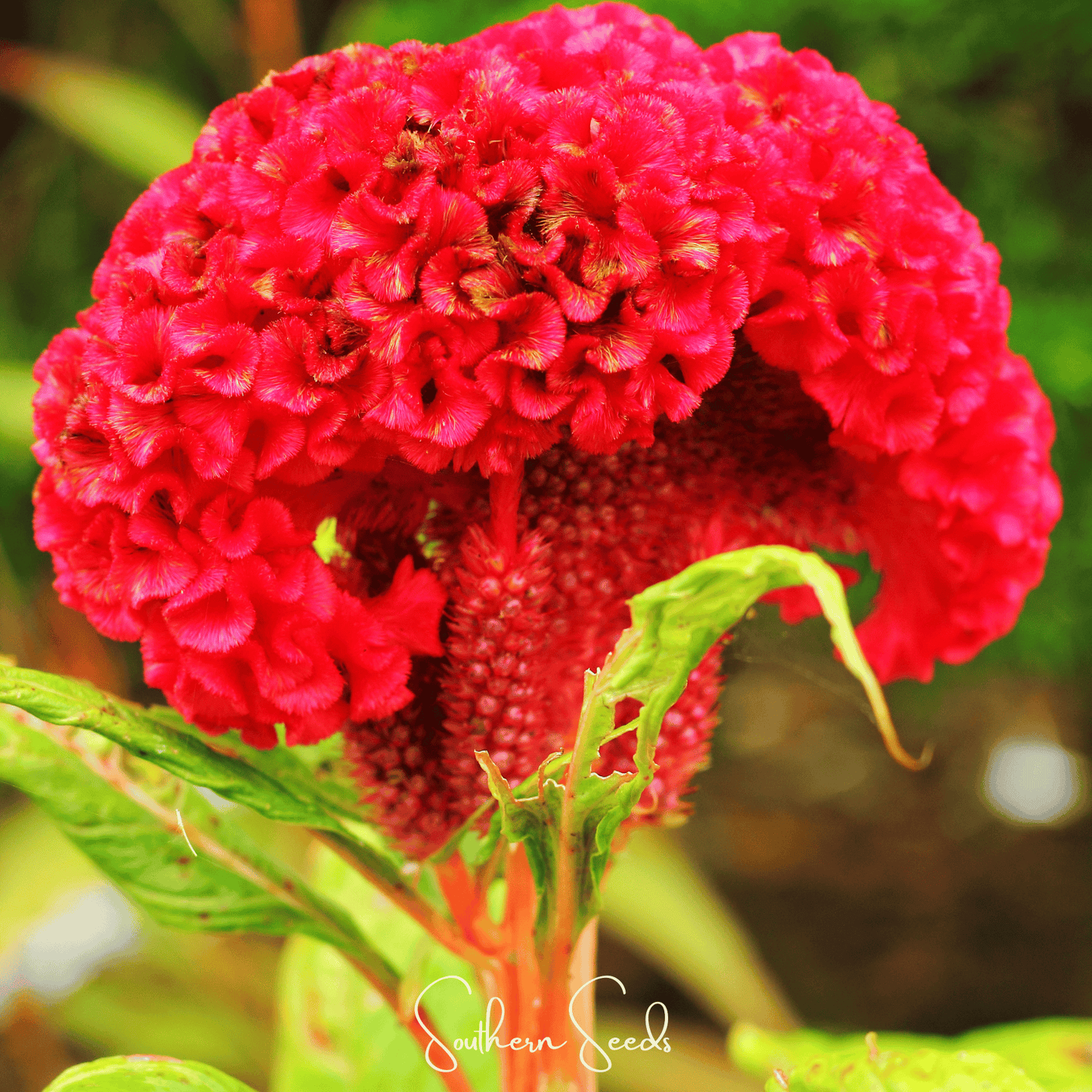 Carmine Cockscomb ā 25 Seeds