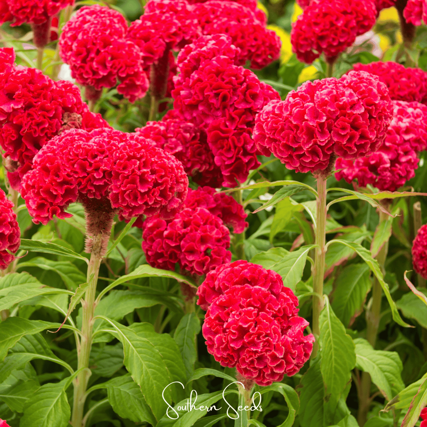 Carmine Cockscomb ā 25 Seeds