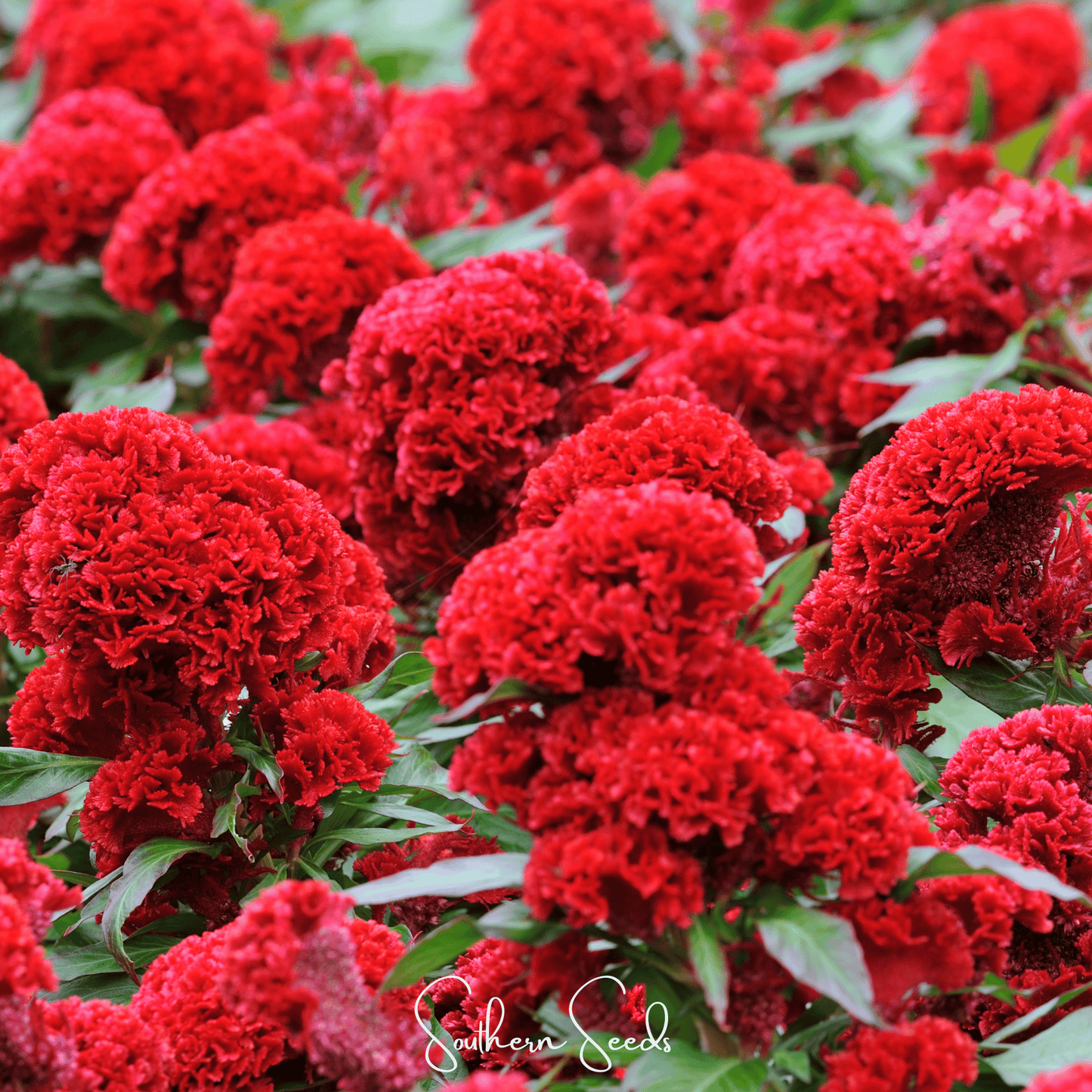 Carmine Cockscomb ā 25 Seeds