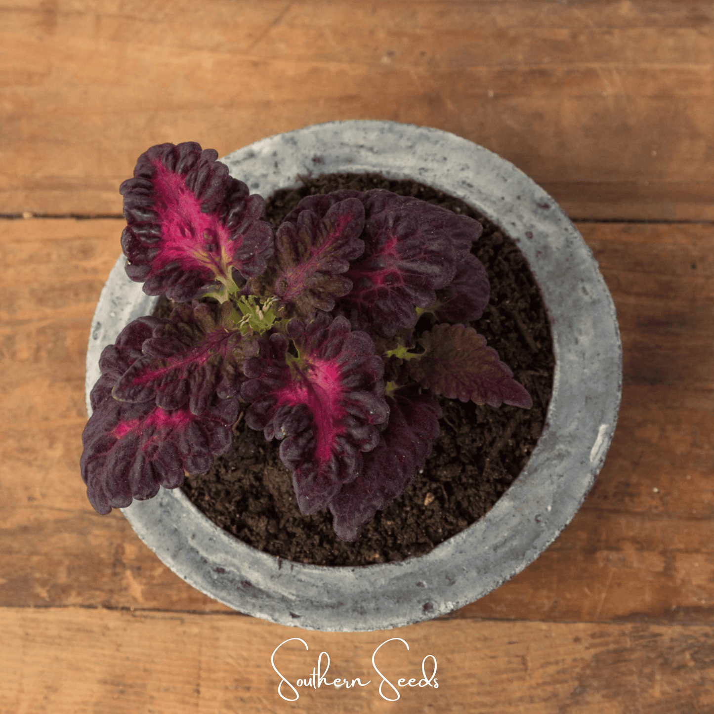 Black Dragon Coleus ā 20 Seeds
