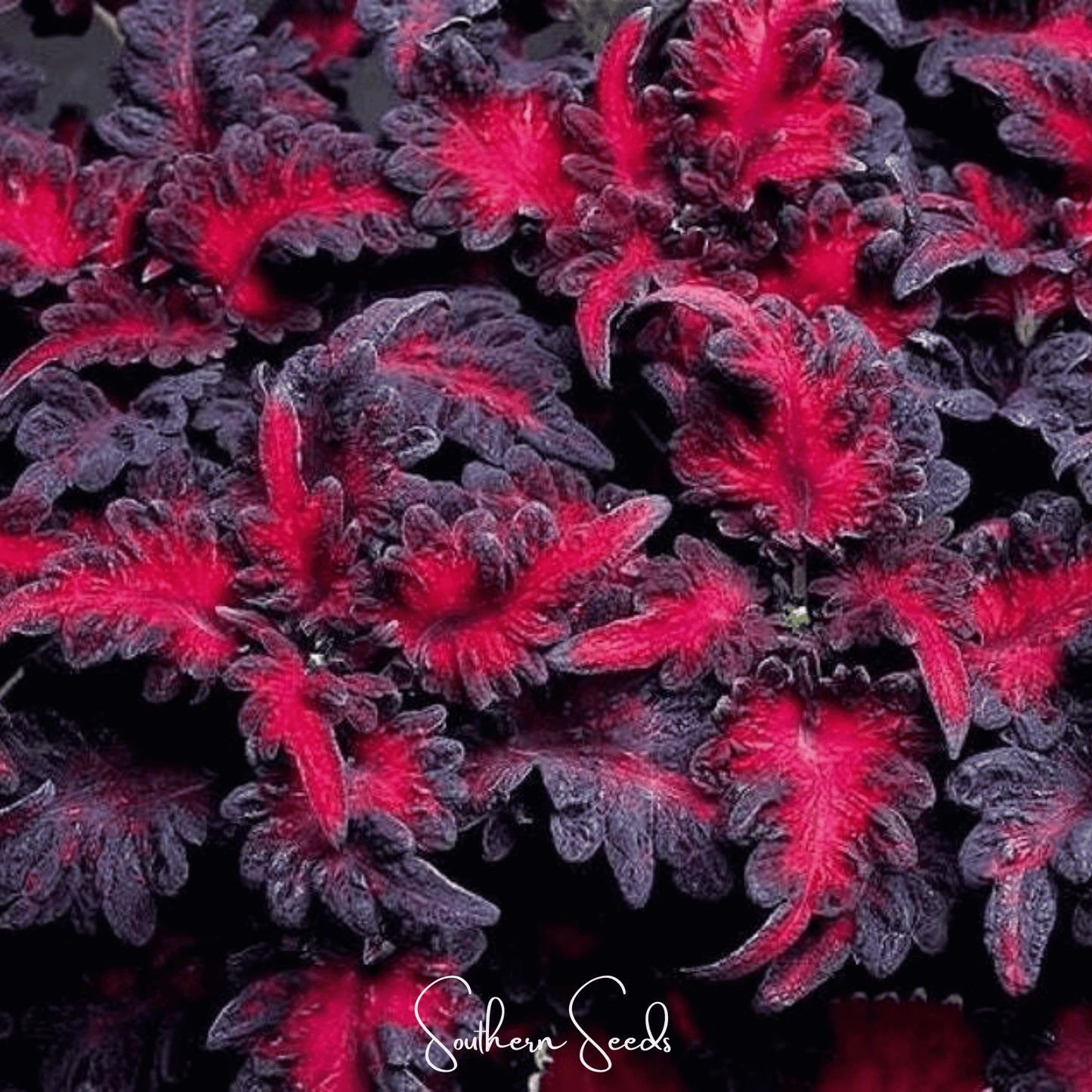 Black Dragon Coleus ā 20 Seeds
