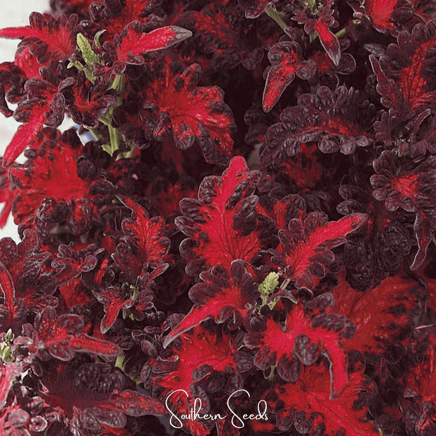 Black Dragon Coleus ā 20 Seeds